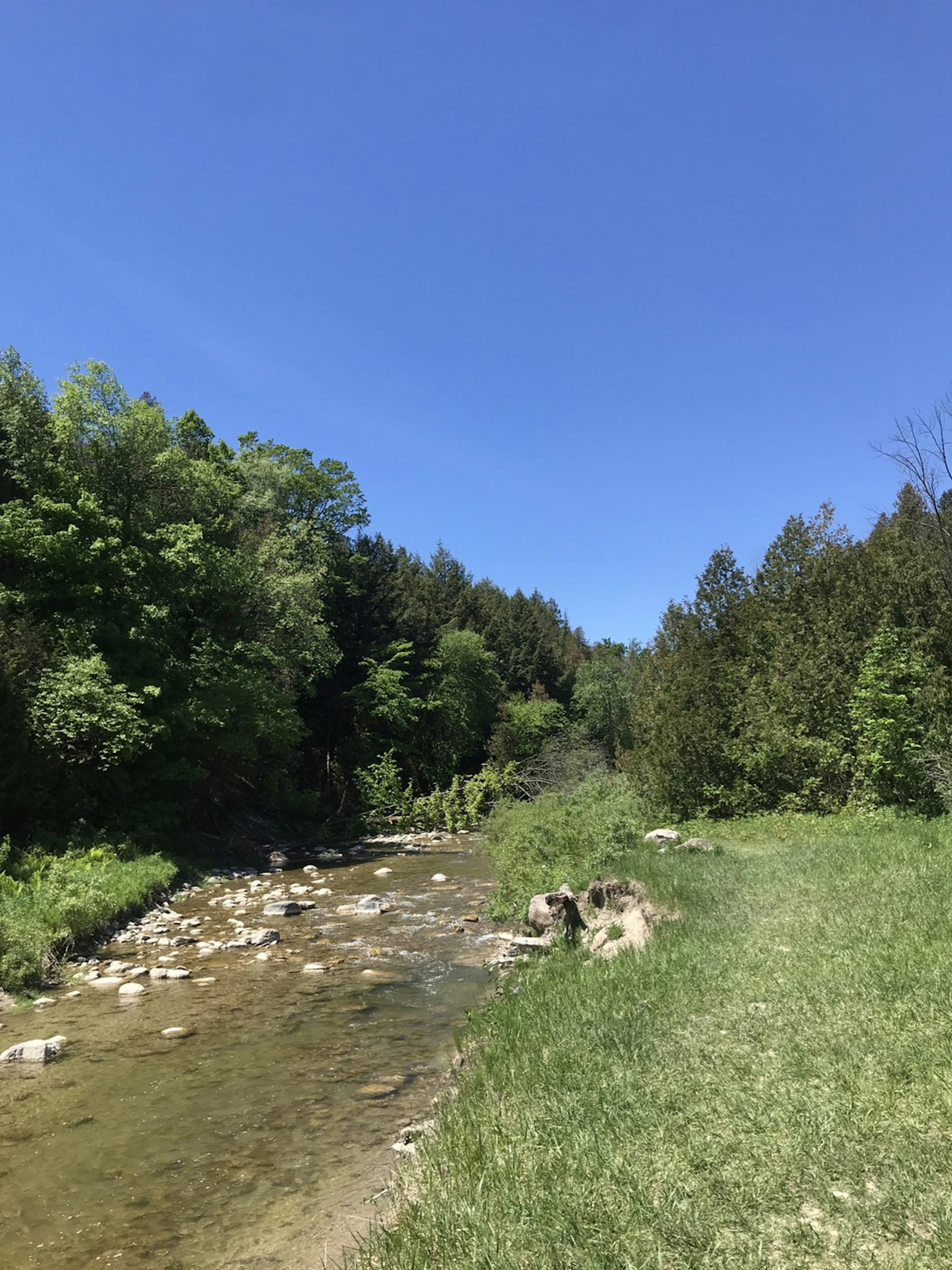 青空の下の川と緑の木々の風景