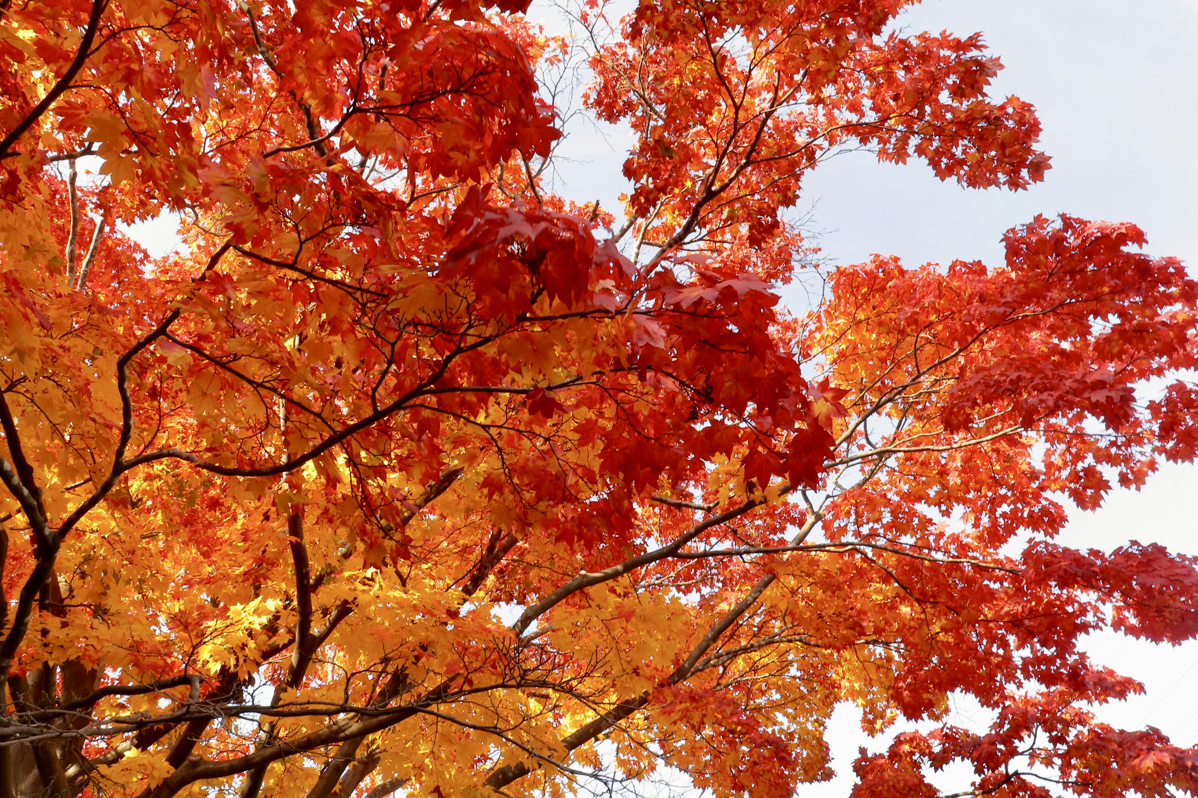 Acercamiento de ramas de árbol con hojas rojas y naranjas vibrantes