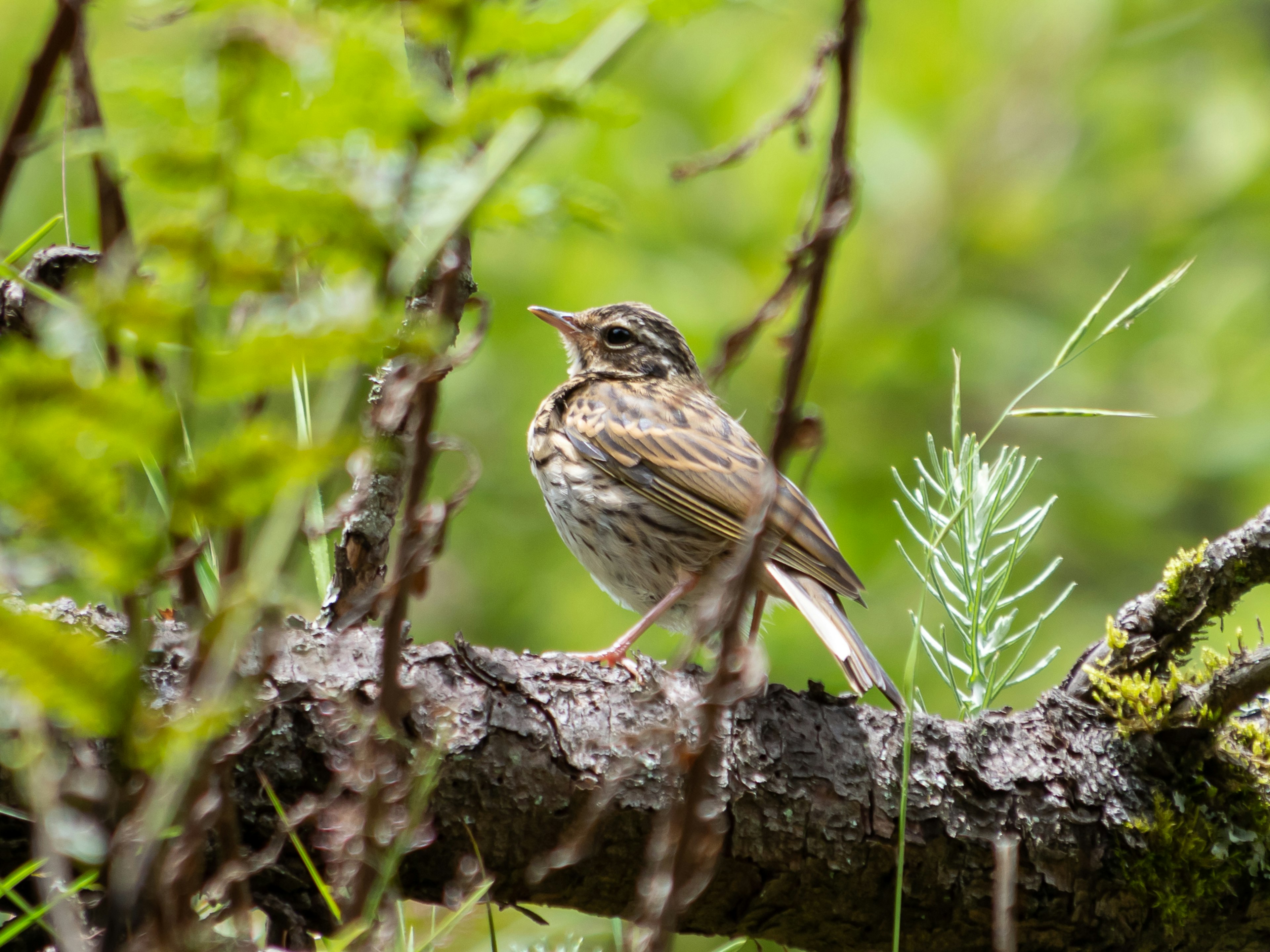 緑の葉に囲まれた小さな鳥が木の枝に立っている