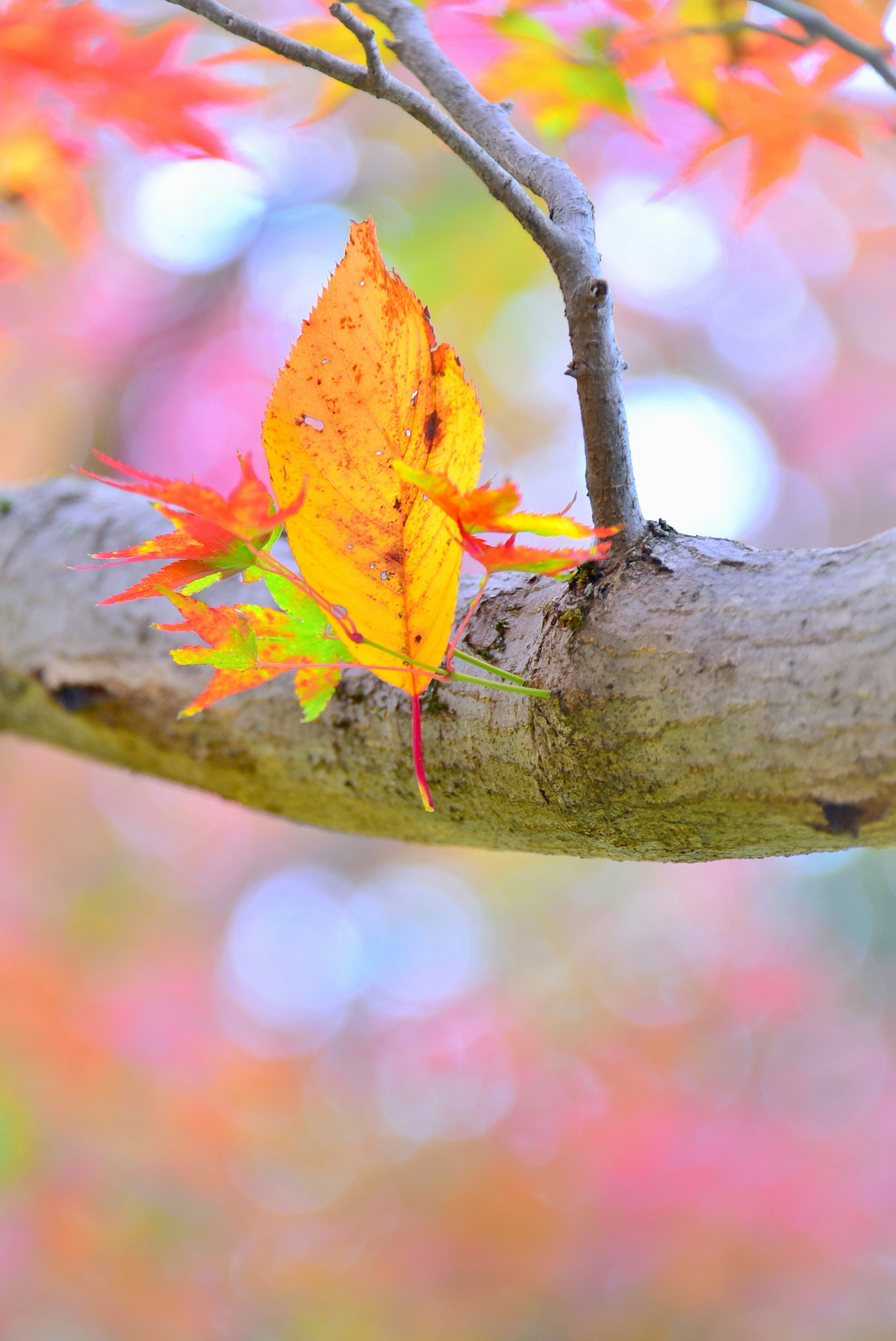 Una hoja naranja vibrante descansa en una rama de árbol que muestra el follaje de otoño