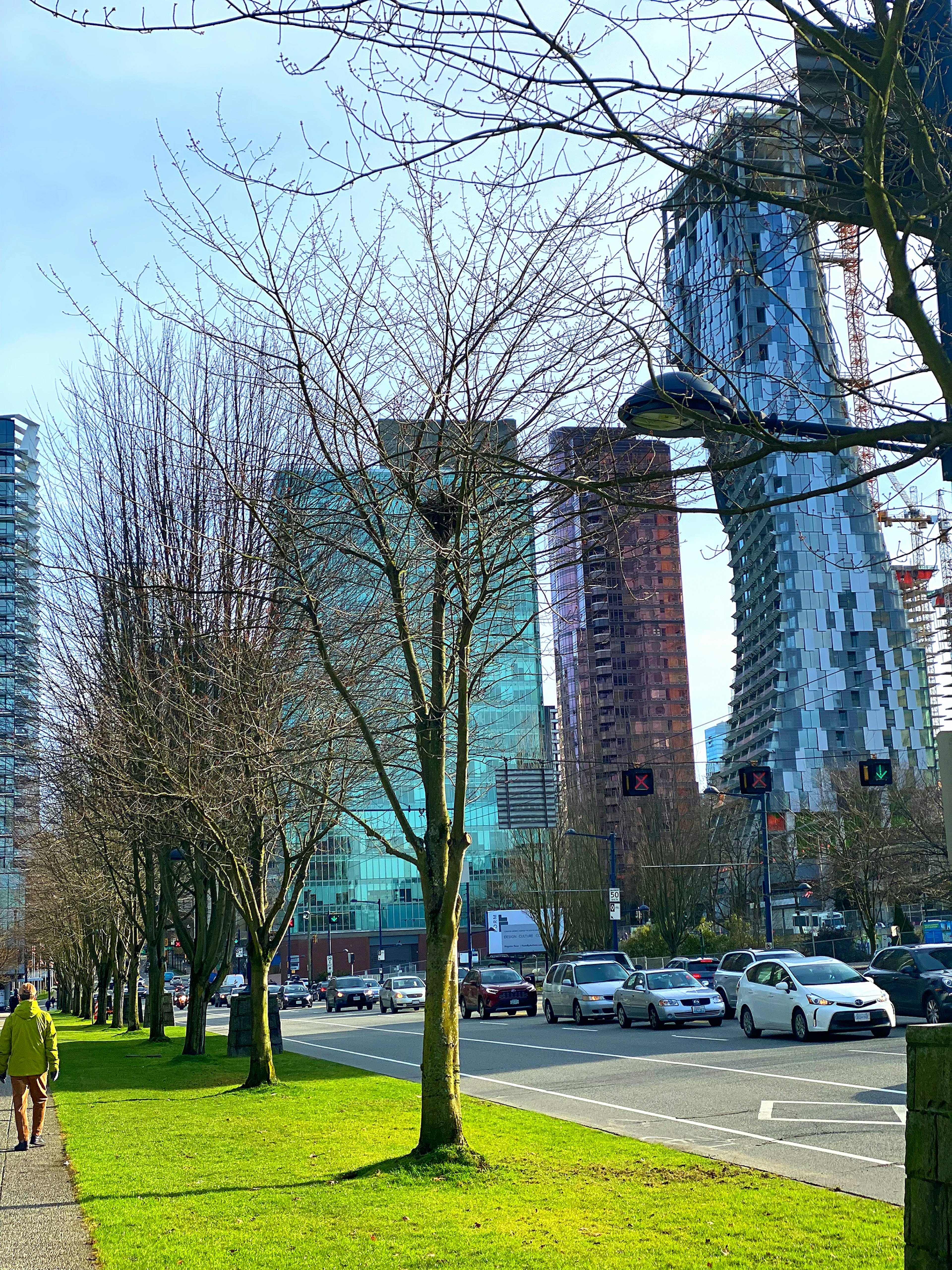 Städtische Straße mit grünem Gras und kahlen Bäumen neben modernen Wolkenkratzern