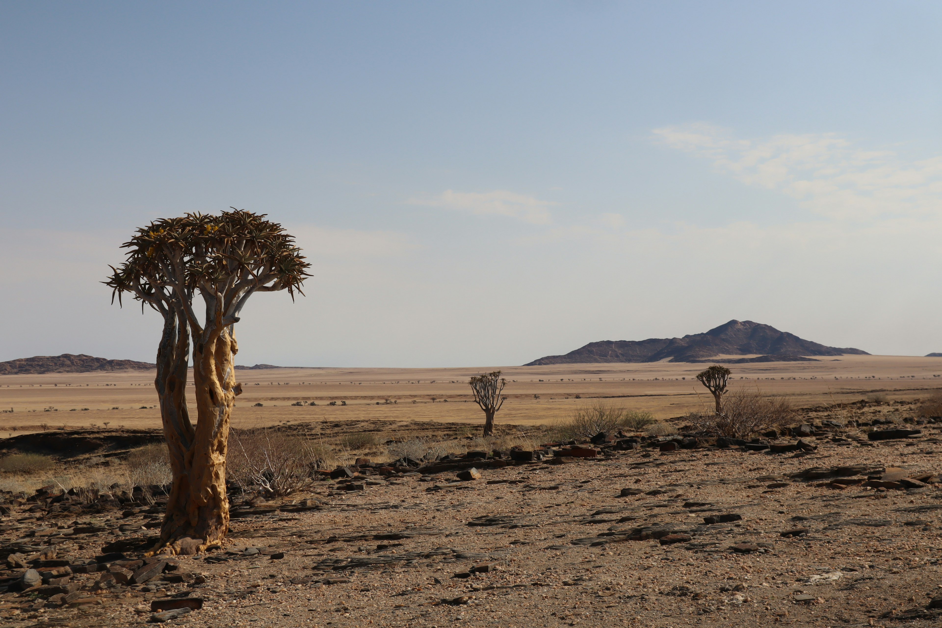 Ein Quivertree steht in einer trockenen Landschaft mit entfernten Bergen