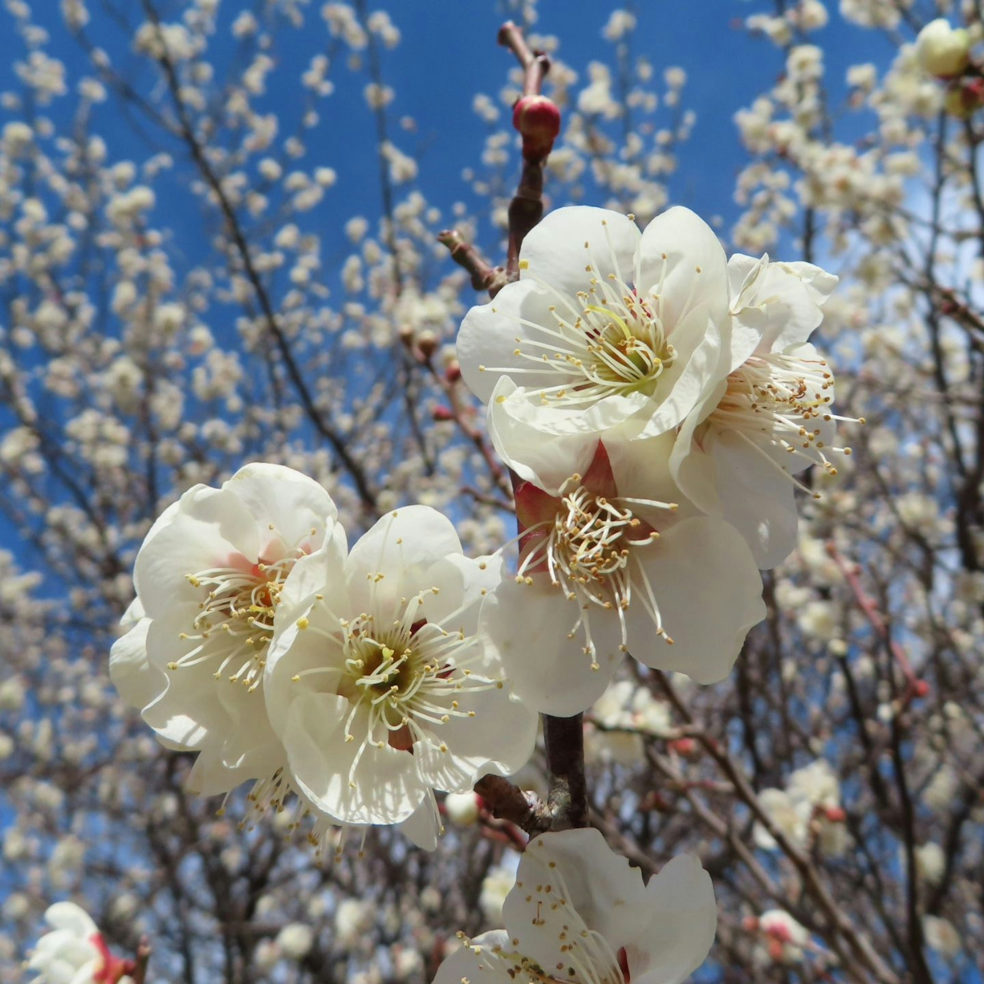 白い梅の花が咲いている木の近くの風景