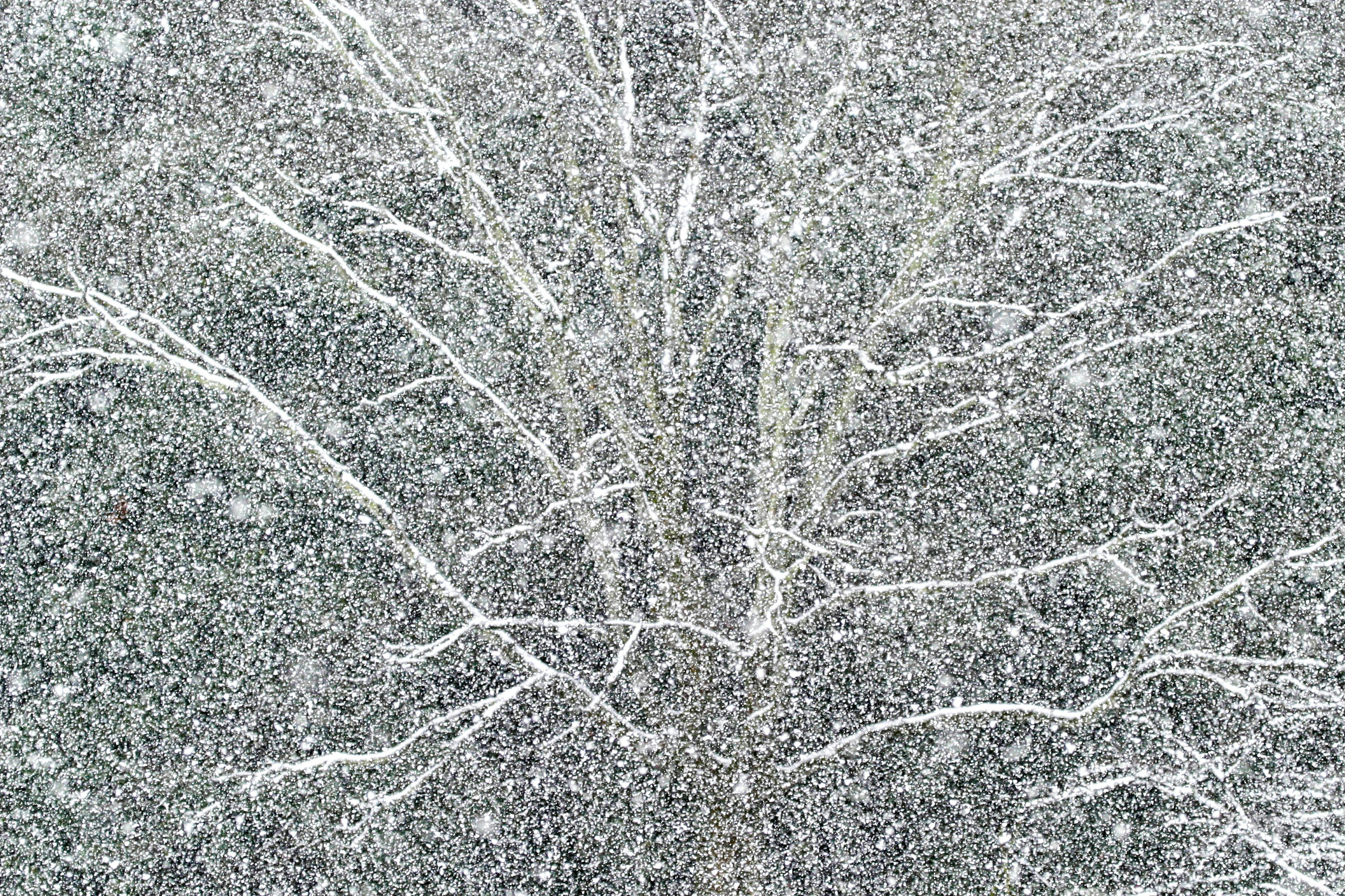 Imagen en blanco y negro que muestra patrones de ramas de árbol cubiertas de nieve