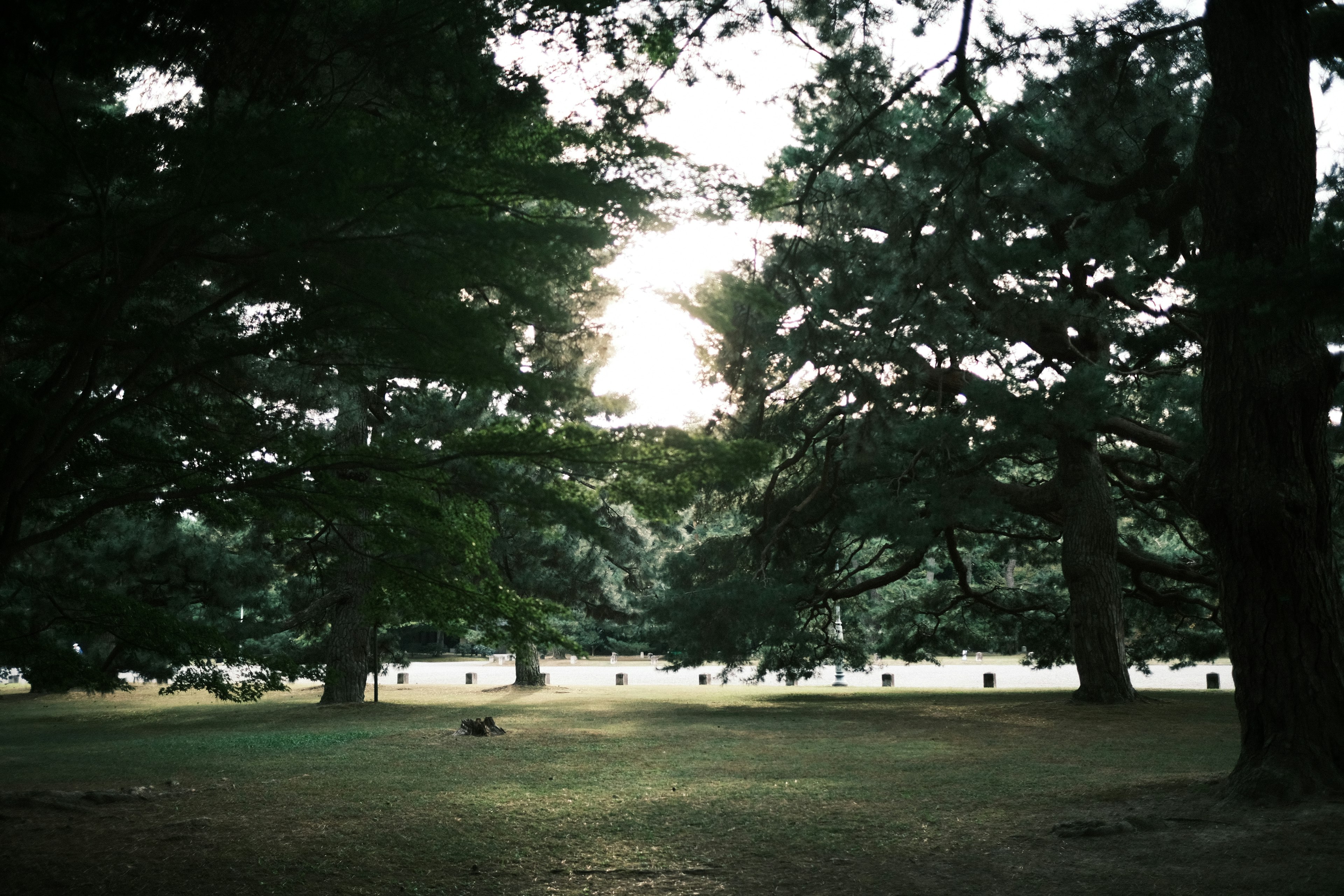 Luce solare che filtra tra alberi lussureggianti in un parco