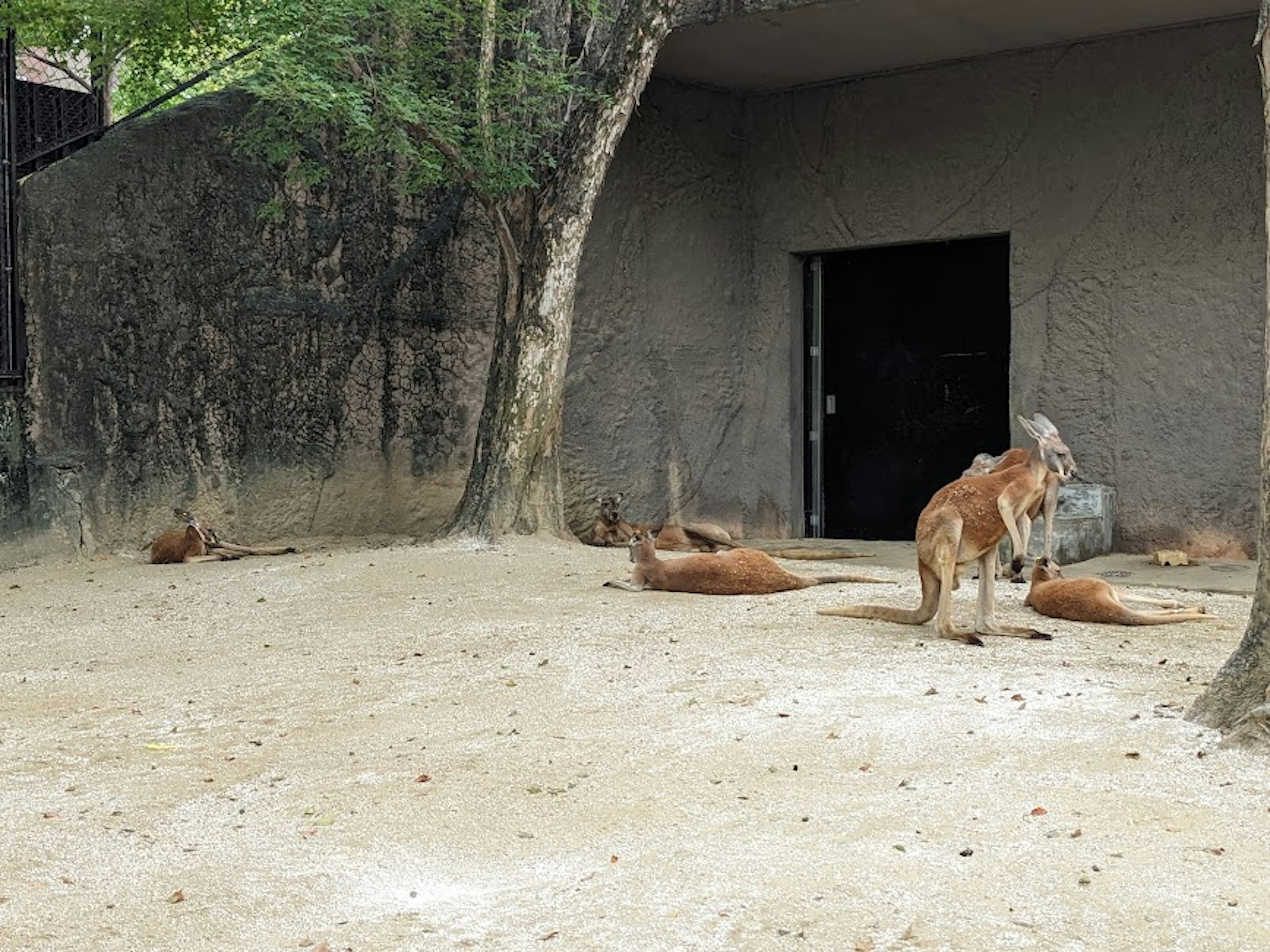 Un grupo de canguros descansando en un recinto del zoológico con una pared y una puerta al fondo