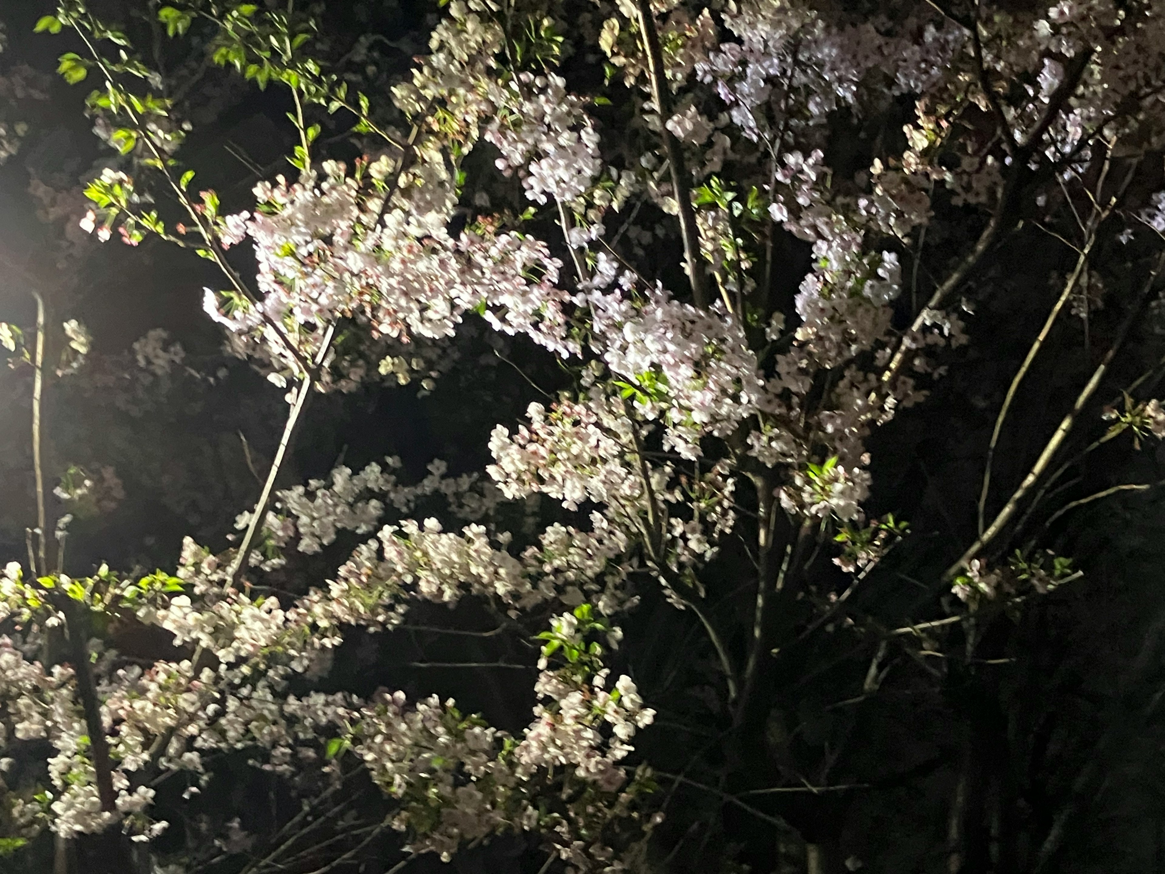 Hermosa vista de flores de cerezo floreciendo de noche