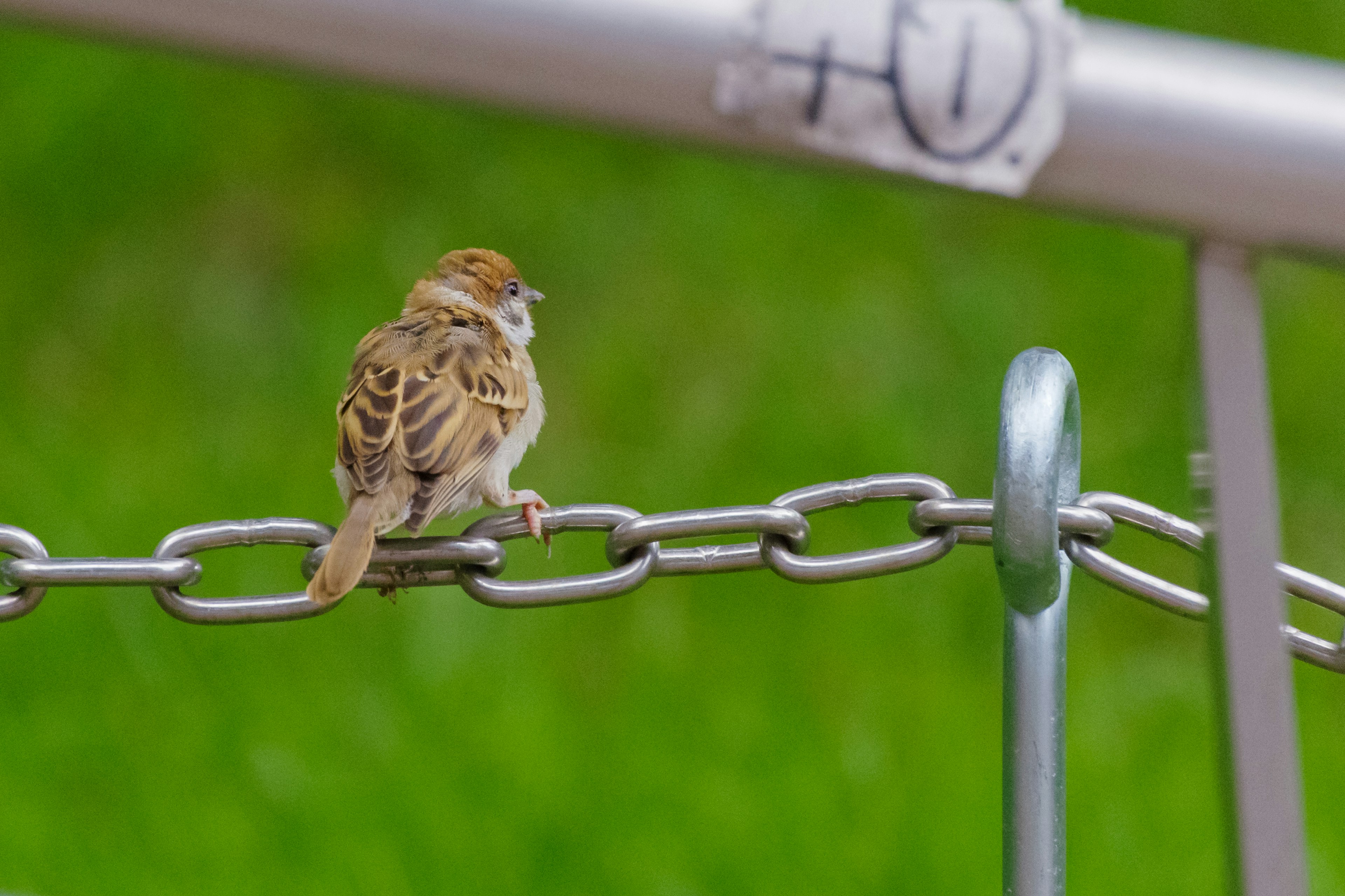 Un pequeño pájaro posado en una cadena de metal con un fondo verde