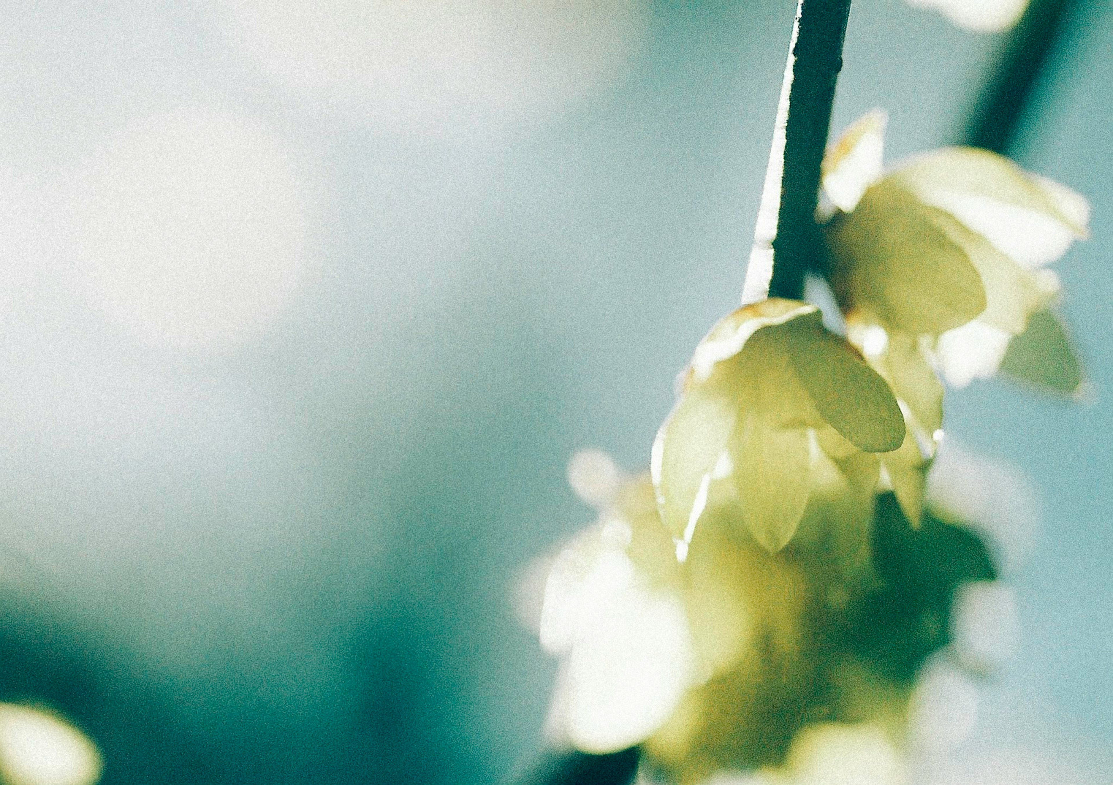 淡い緑色の花が咲く枝のクローズアップ