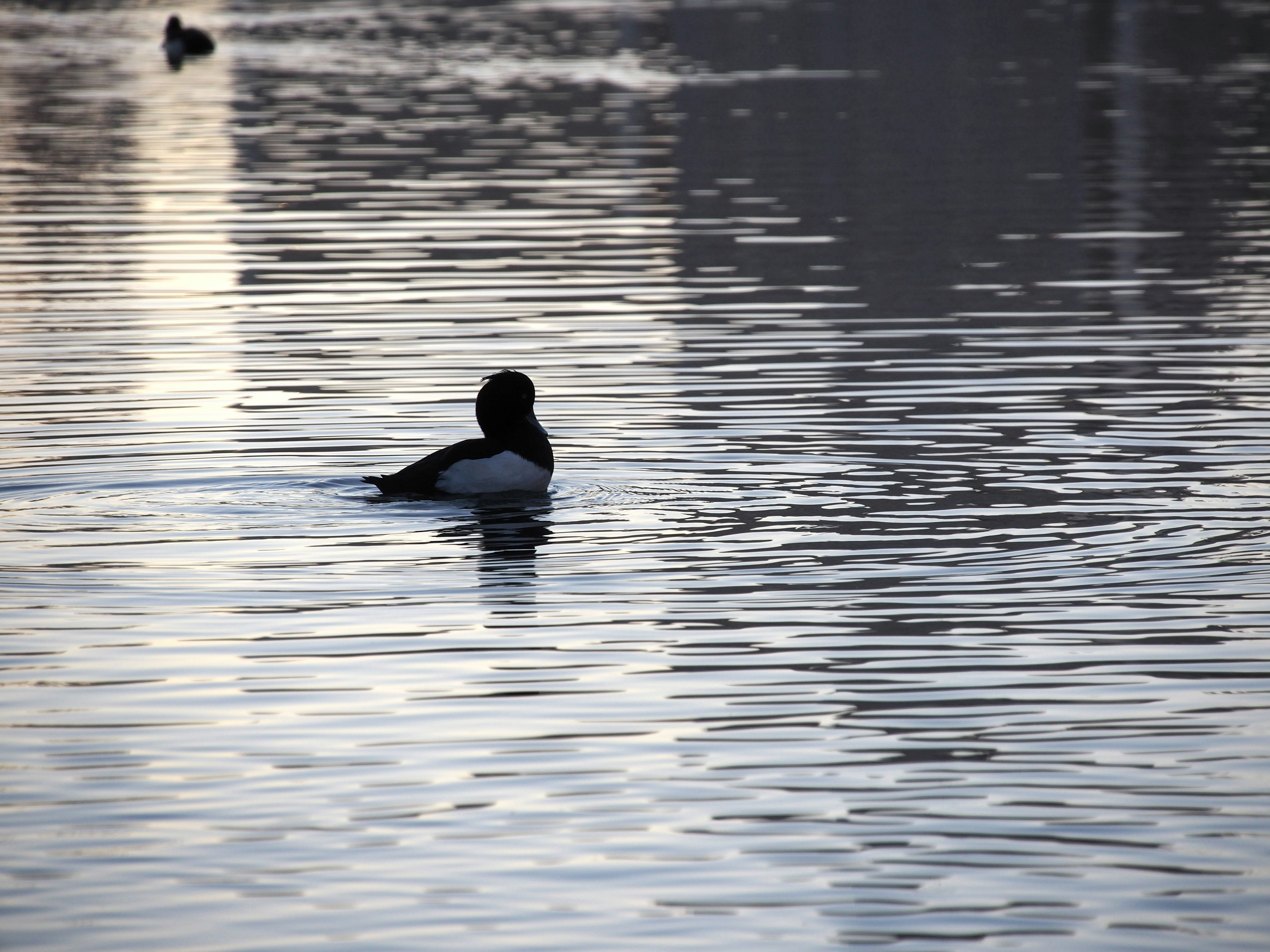 Silhouette of a black duck floating on a calm water surface