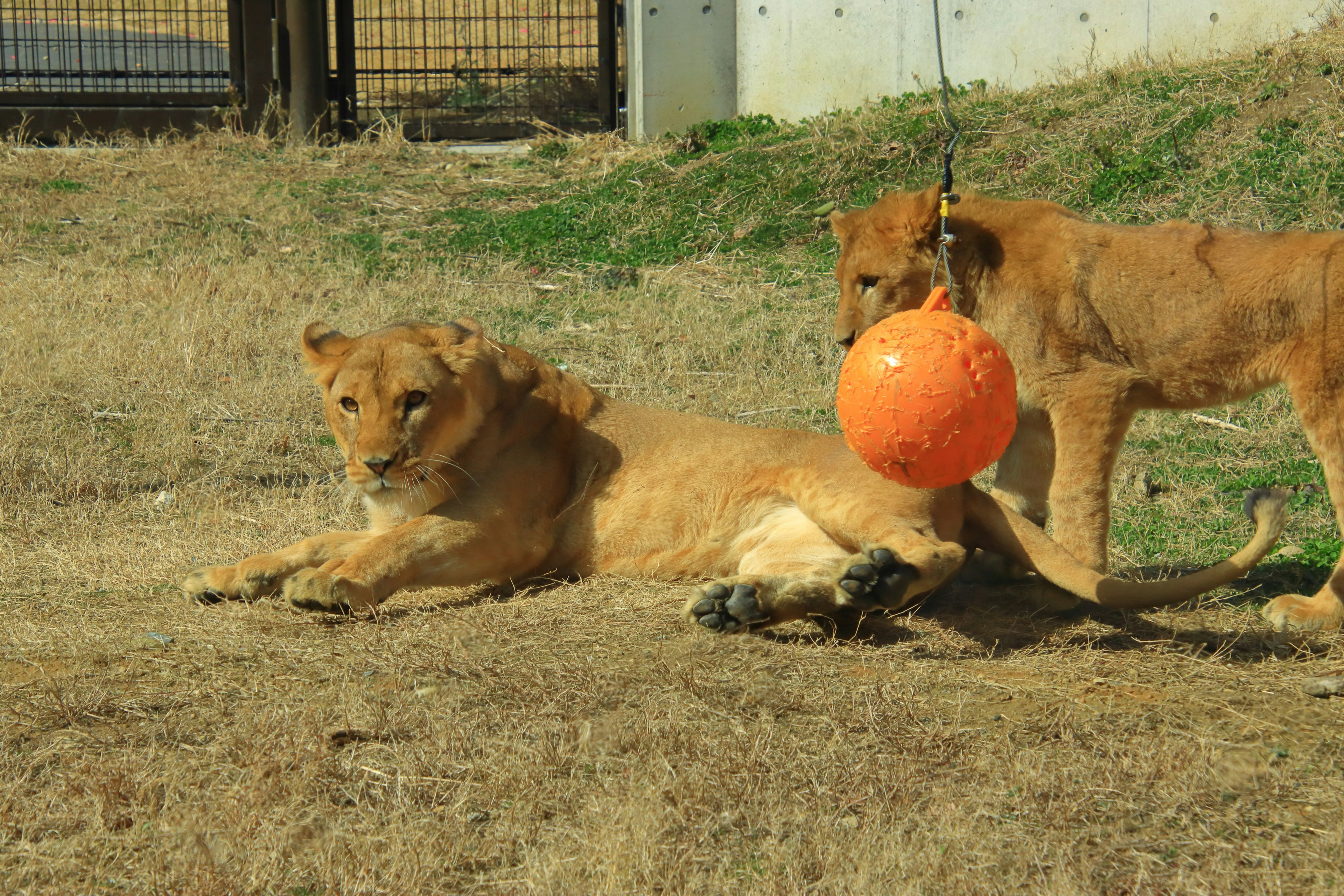 Two lion cubs playing with an orange ball