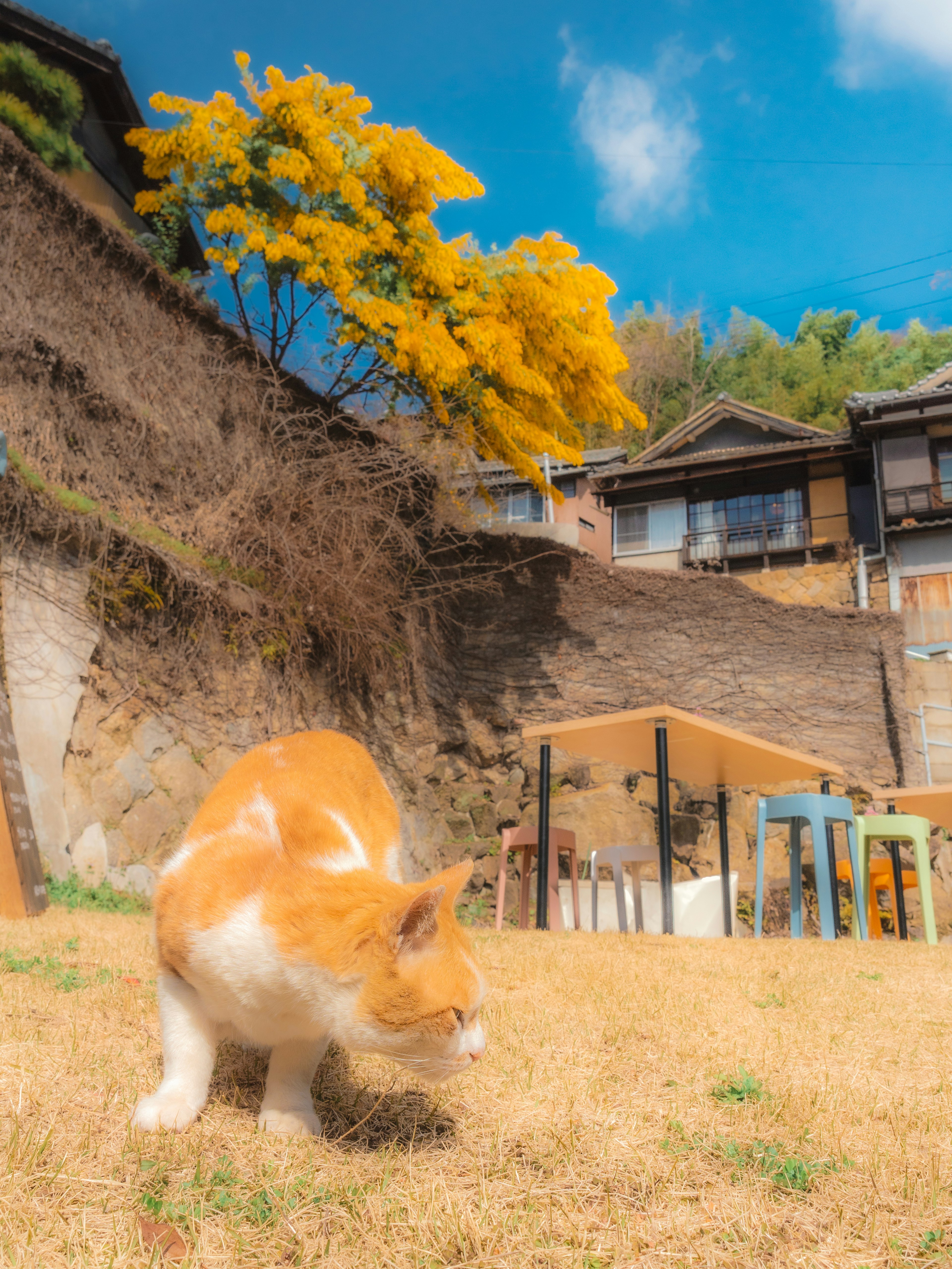 一只猫在草地上玩耍，背景有一棵黄色的树和房子