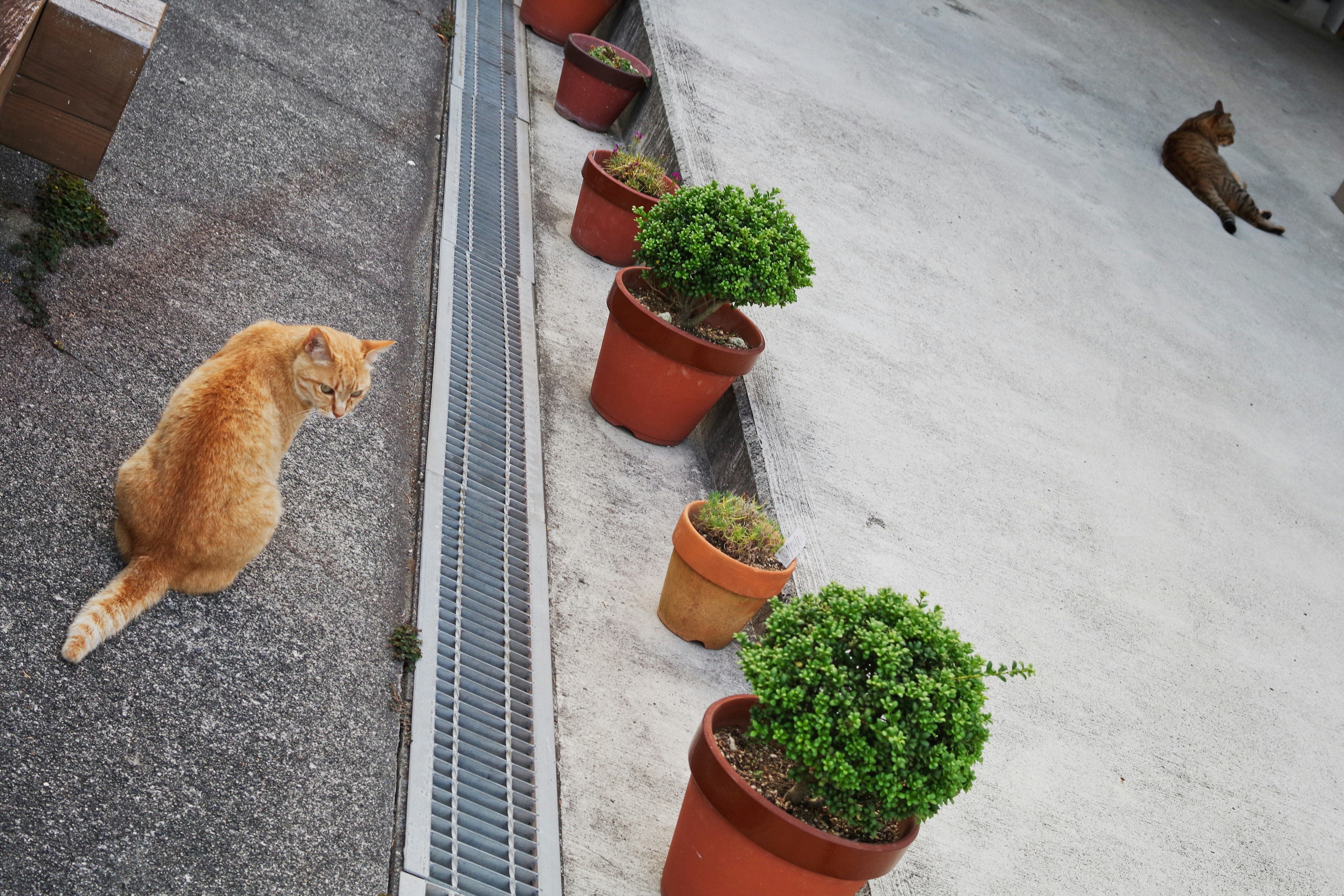 Un chat orange assis près de pots de fleurs sur une surface en béton