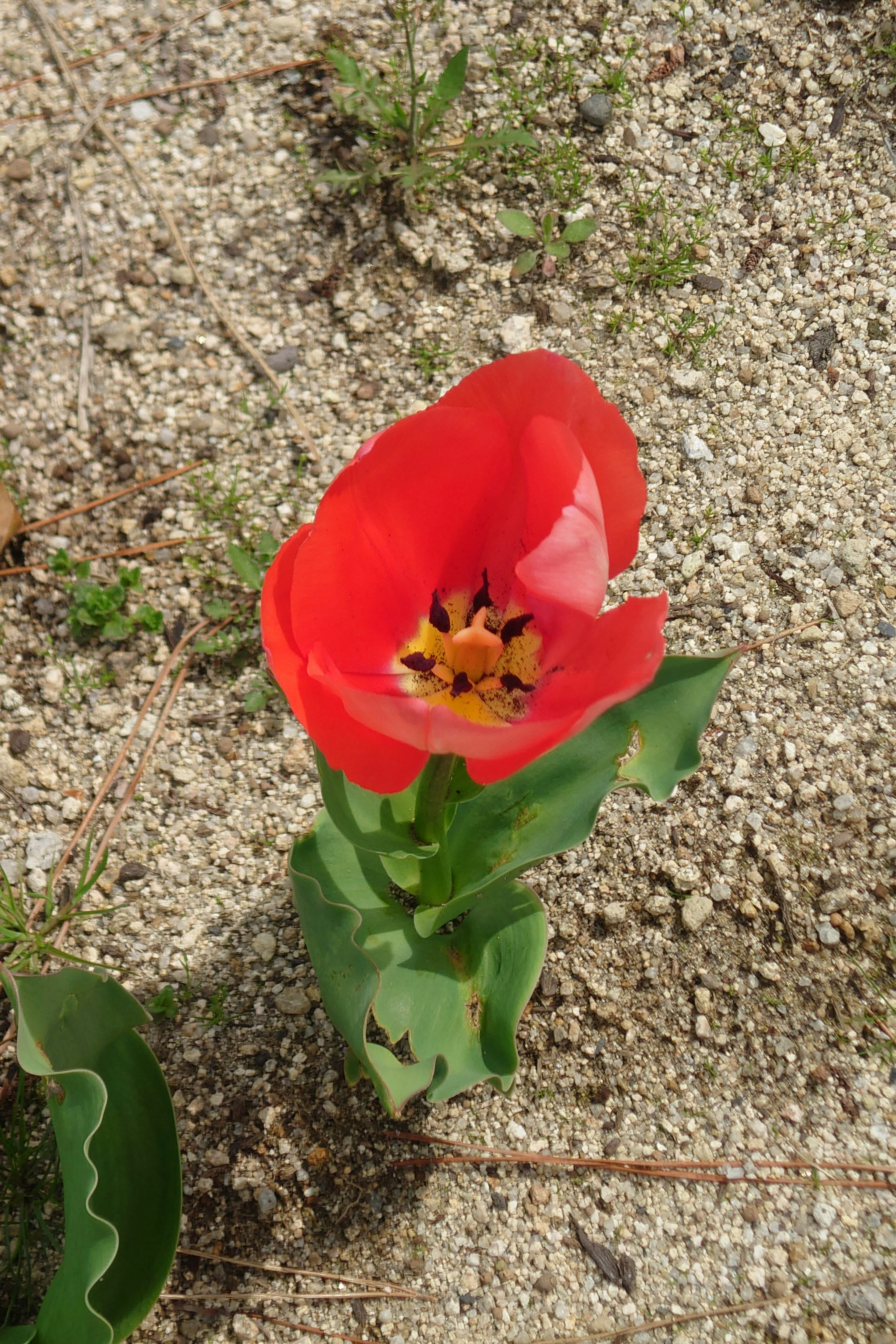 Un tulipano rosso che fiorisce nella ghiaia