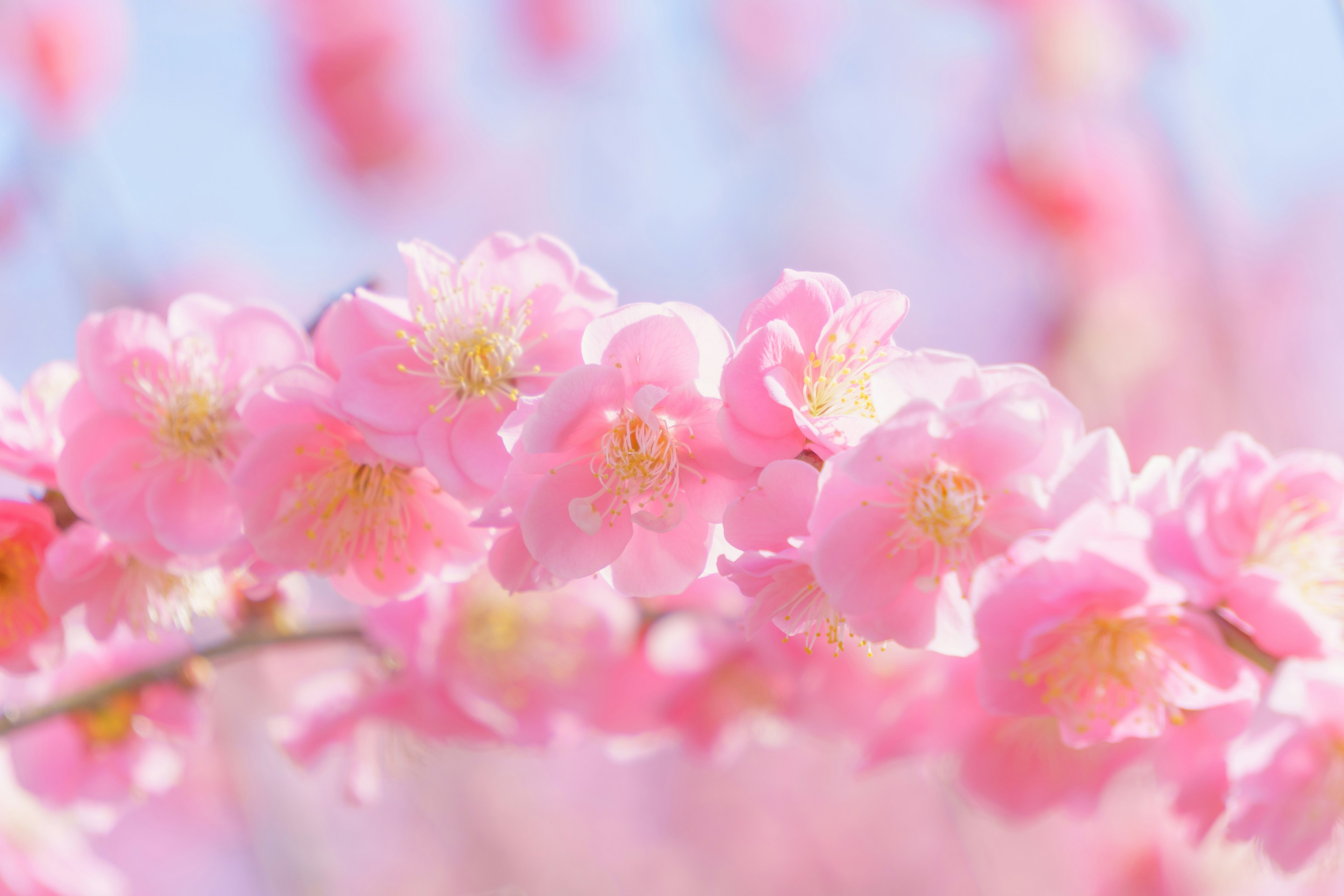 Gros plan de fleurs de cerisier avec des pétales roses brillants et un fond doux