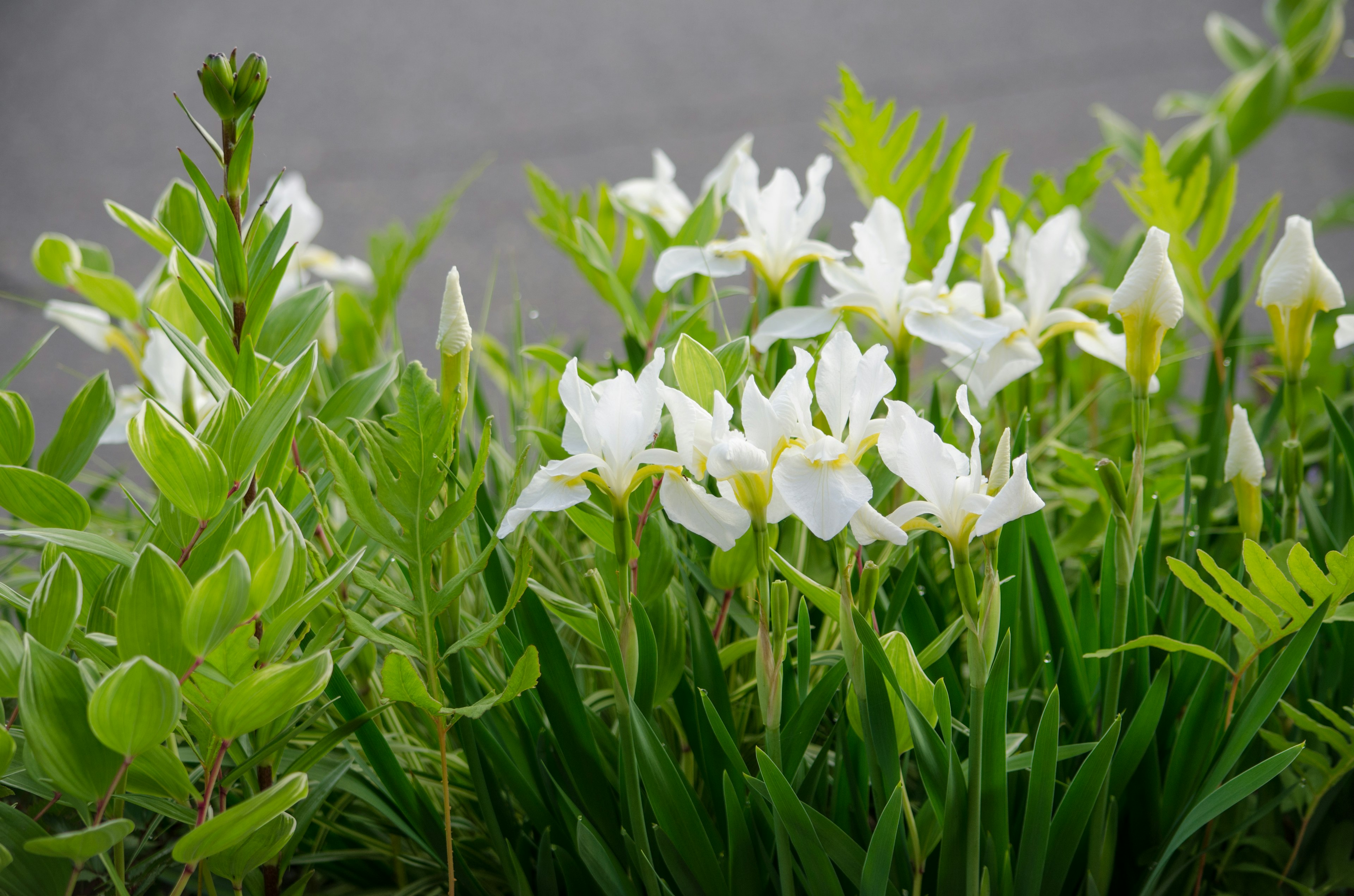 Una lussureggiante esposizione di fiori bianchi e foglie verdi