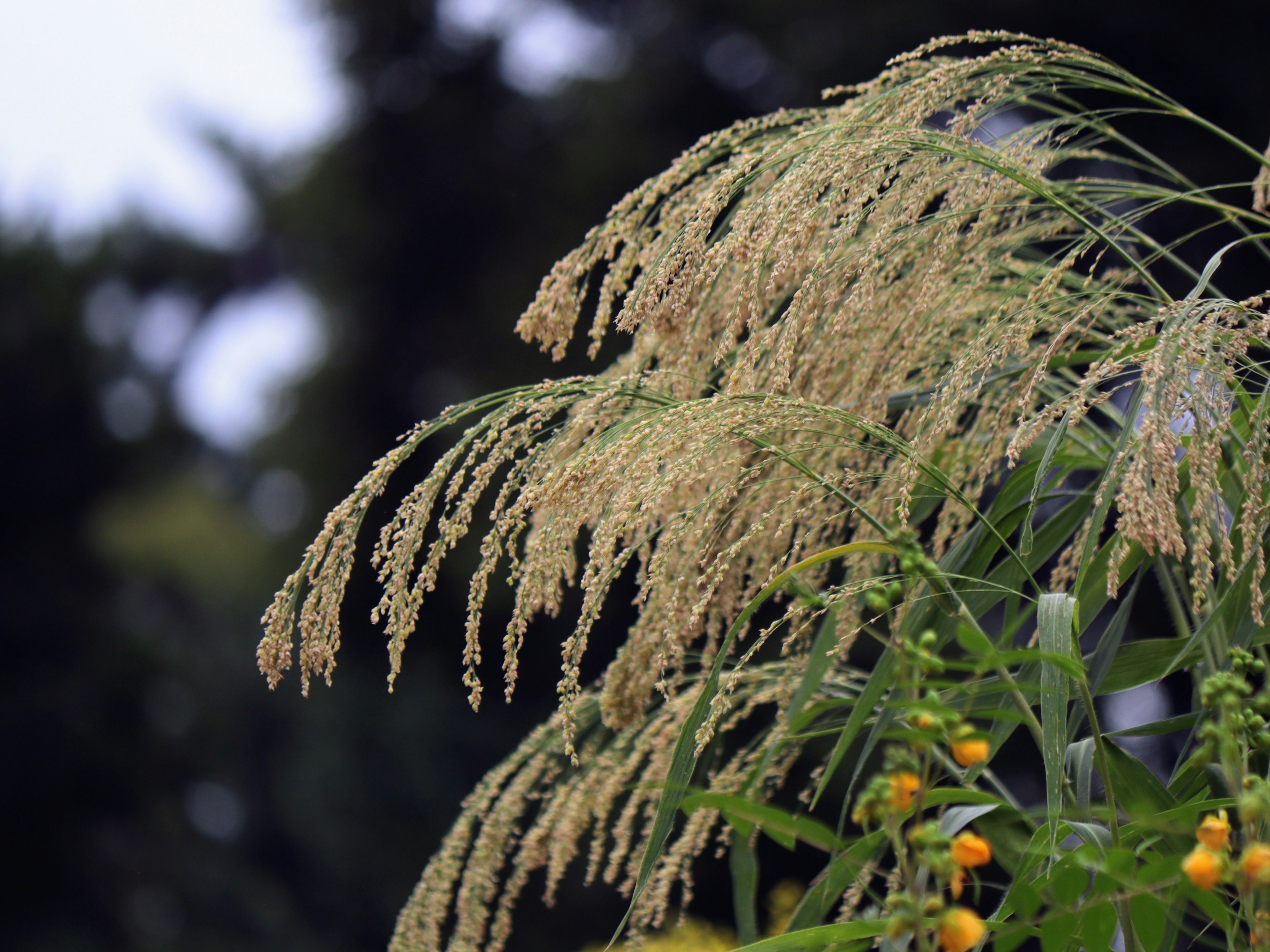 Close-up of drooping plant spikes with blurred green background