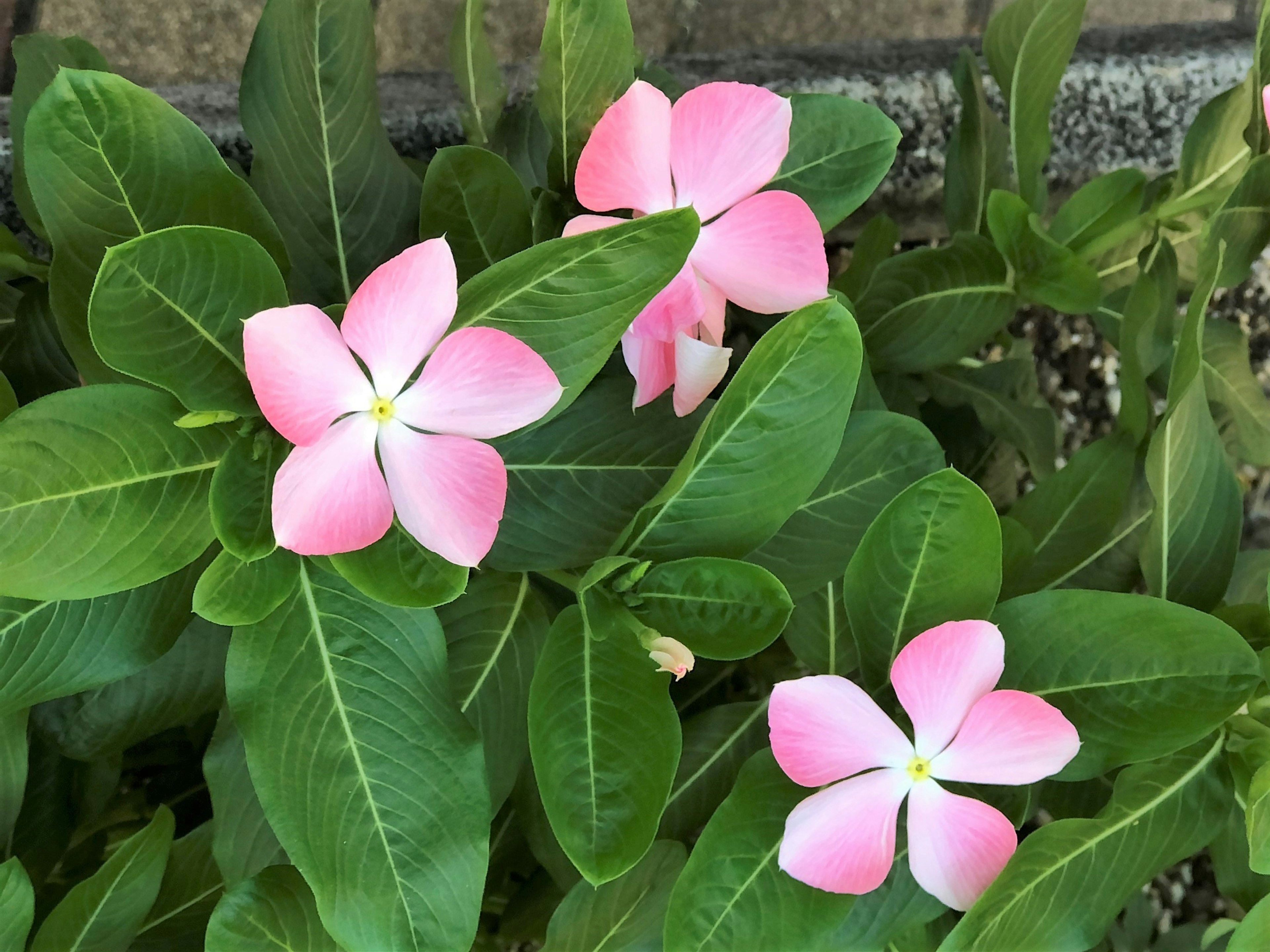 Nahaufnahme von rosa Blumen, die zwischen grünen Blättern blühen