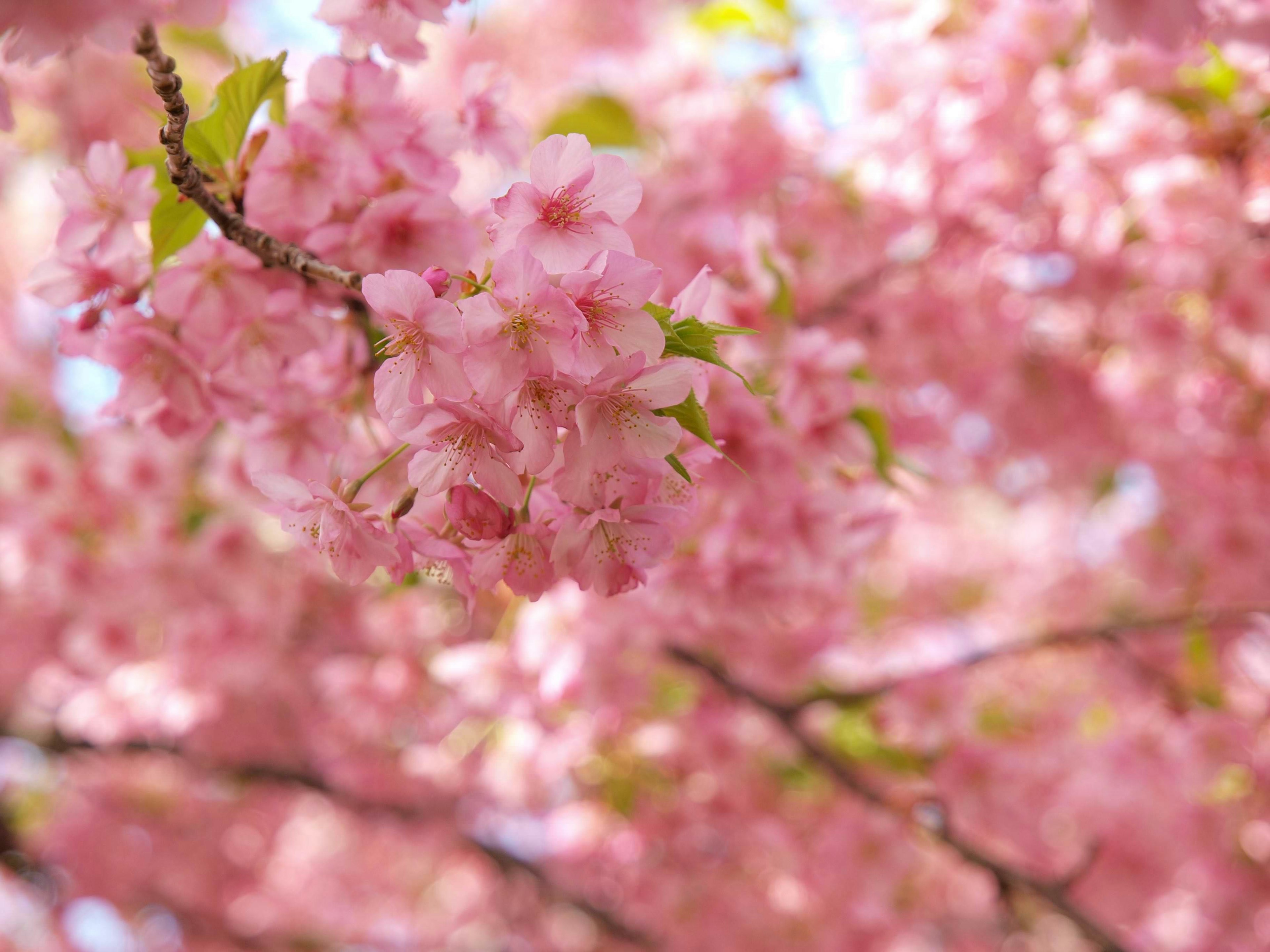 Nahaufnahme von Kirschbaumzweigen mit rosa Blüten