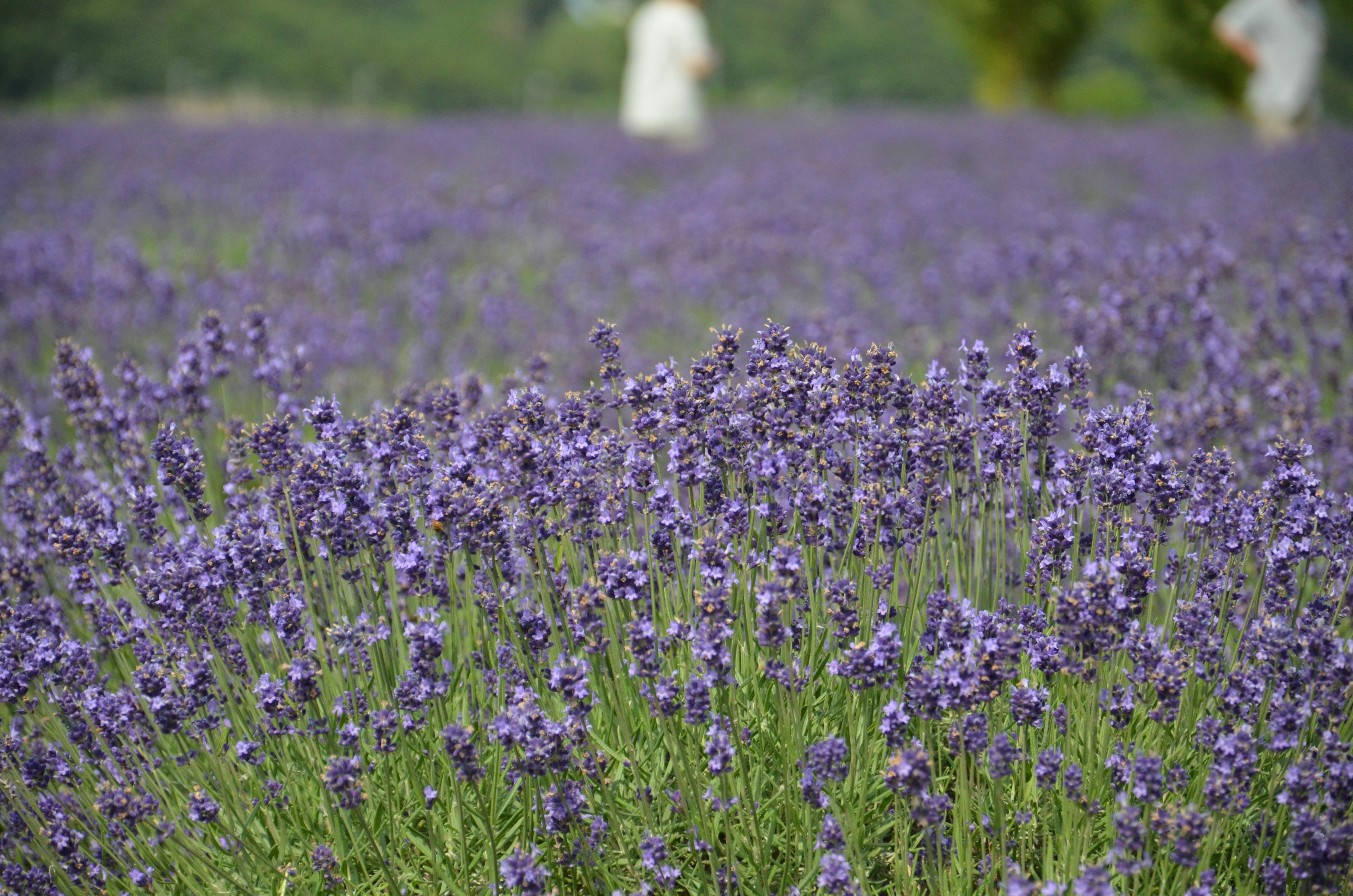 Campo de lavanda con flores moradas y una figura distante al fondo