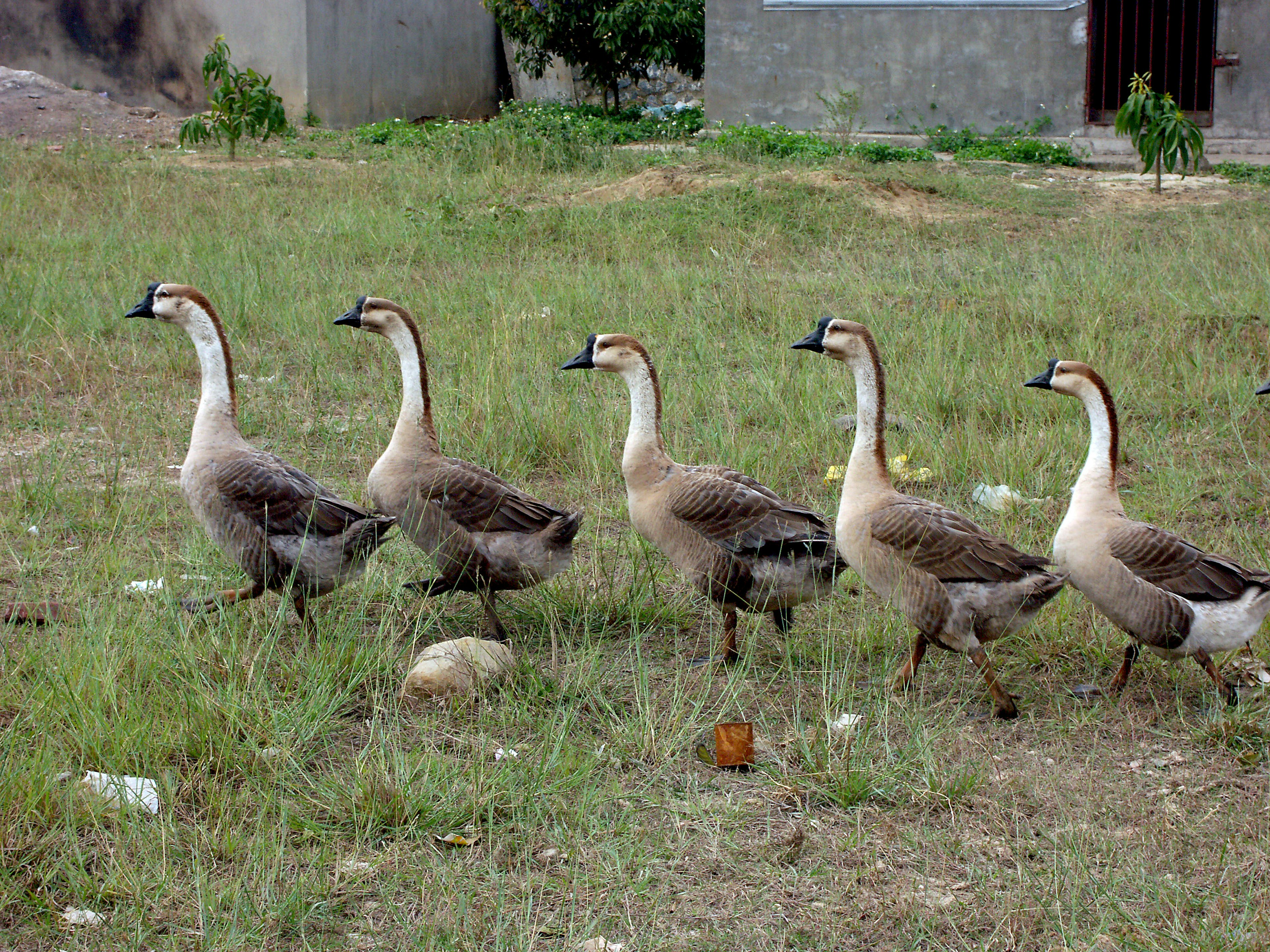 Fünf Gänse, die über eine grasbewachsene Fläche gehen