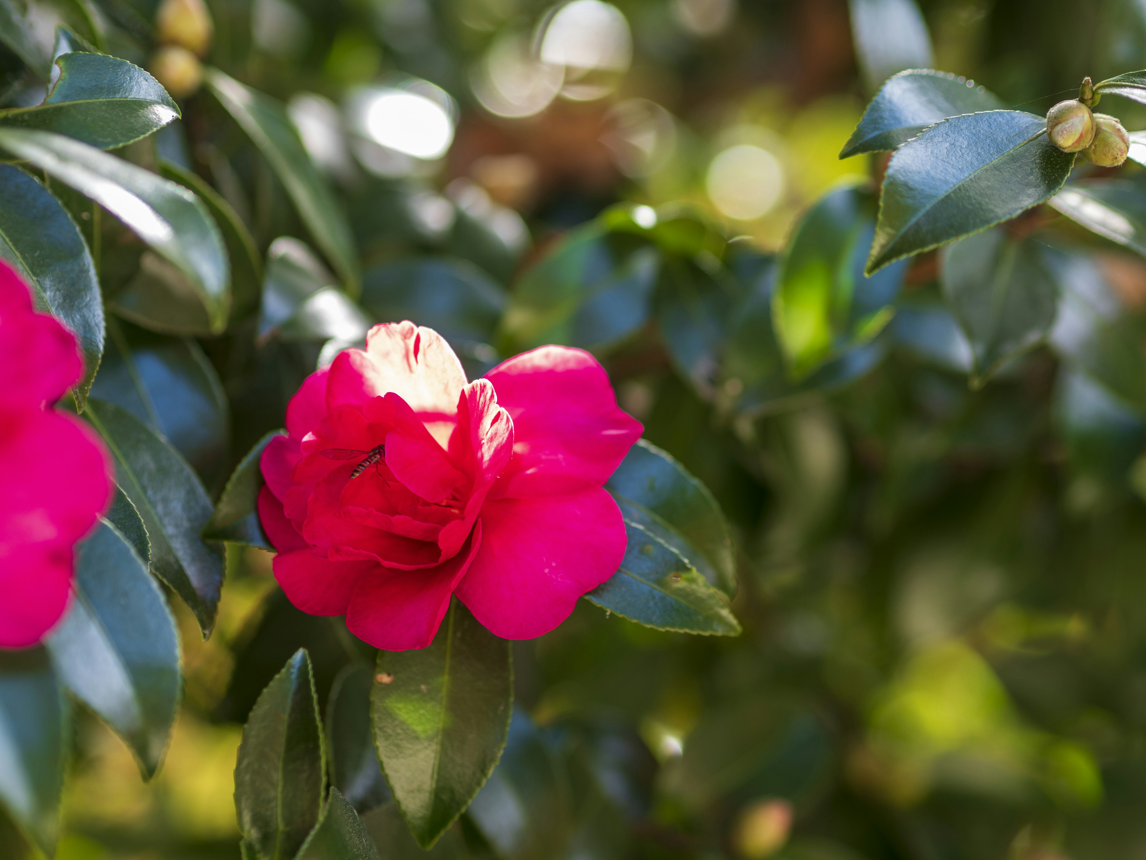 Vibrant pink camellia flower among green leaves