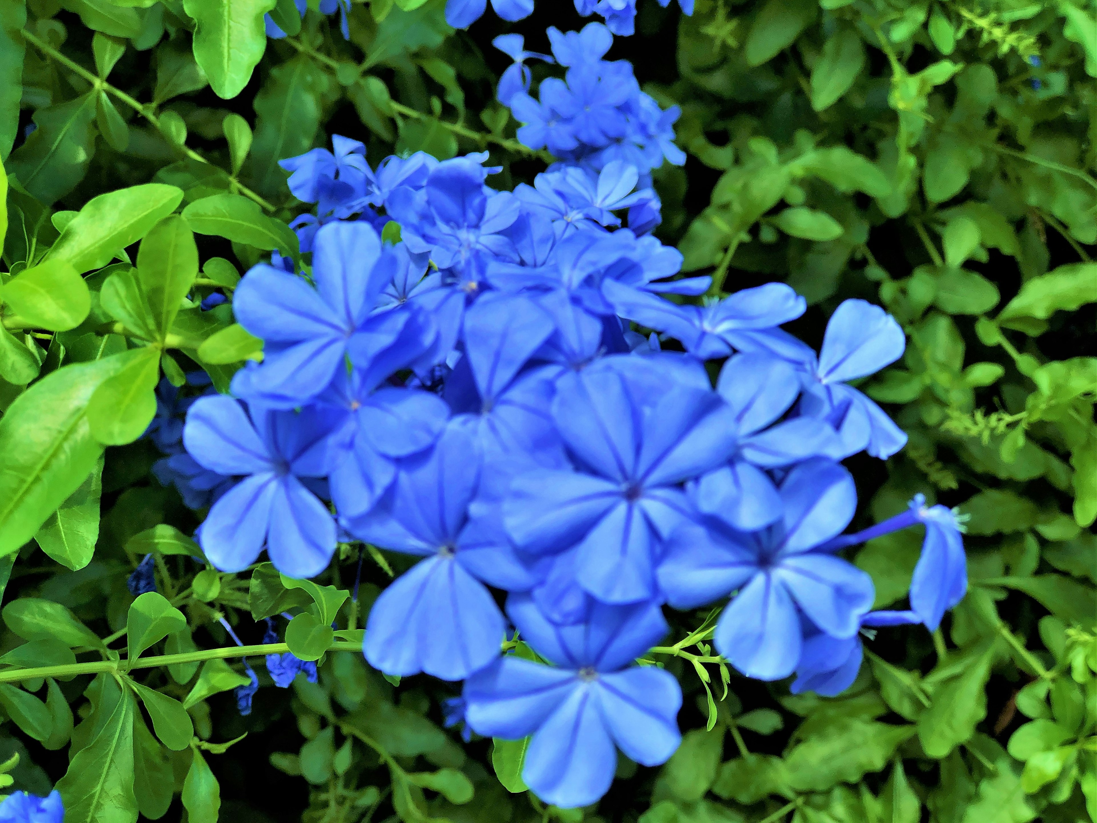 Cluster of vibrant blue flowers surrounded by lush green leaves