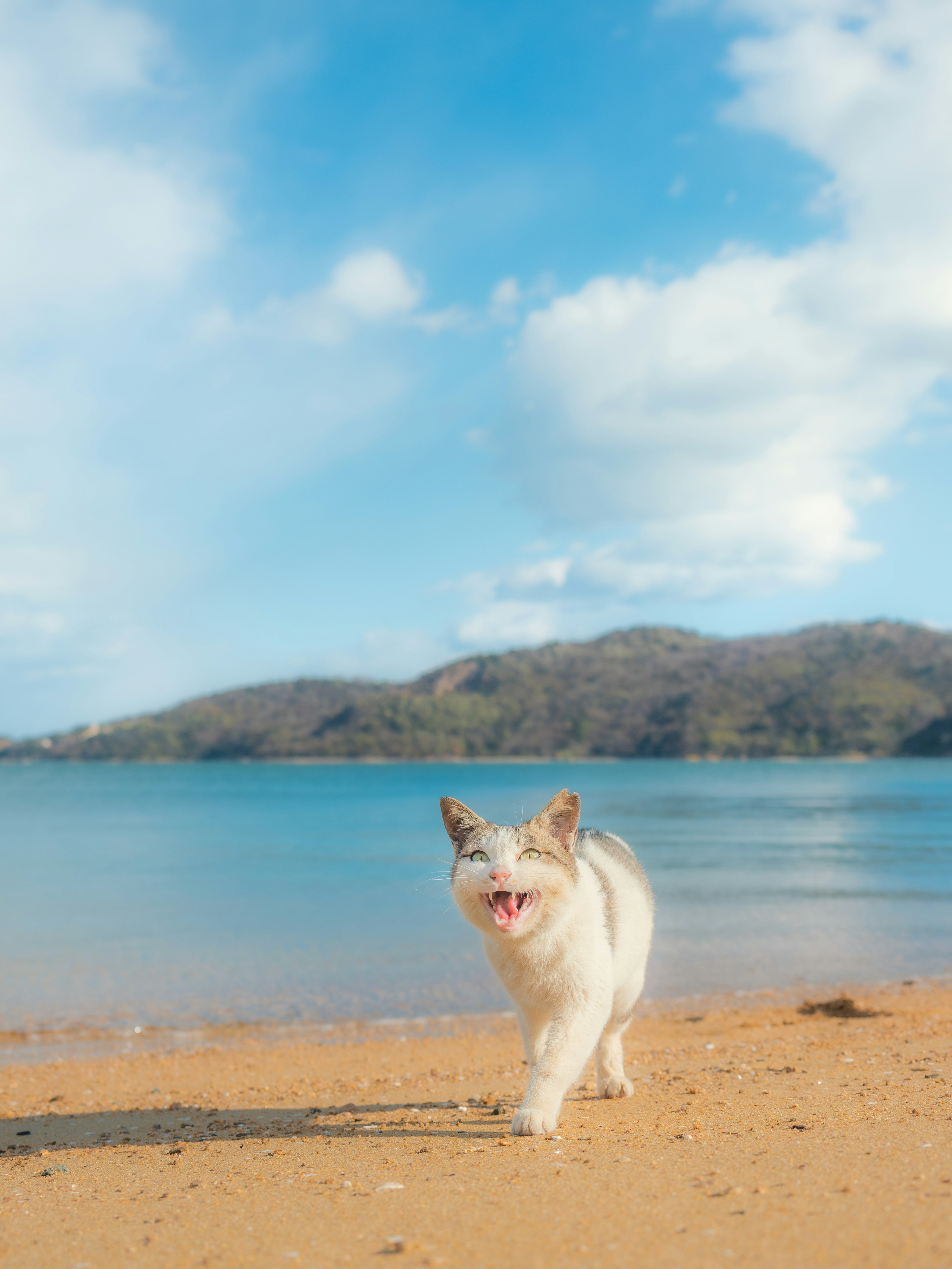 Un cane bianco che corre sulla spiaggia con un oceano e un cielo blu sullo sfondo