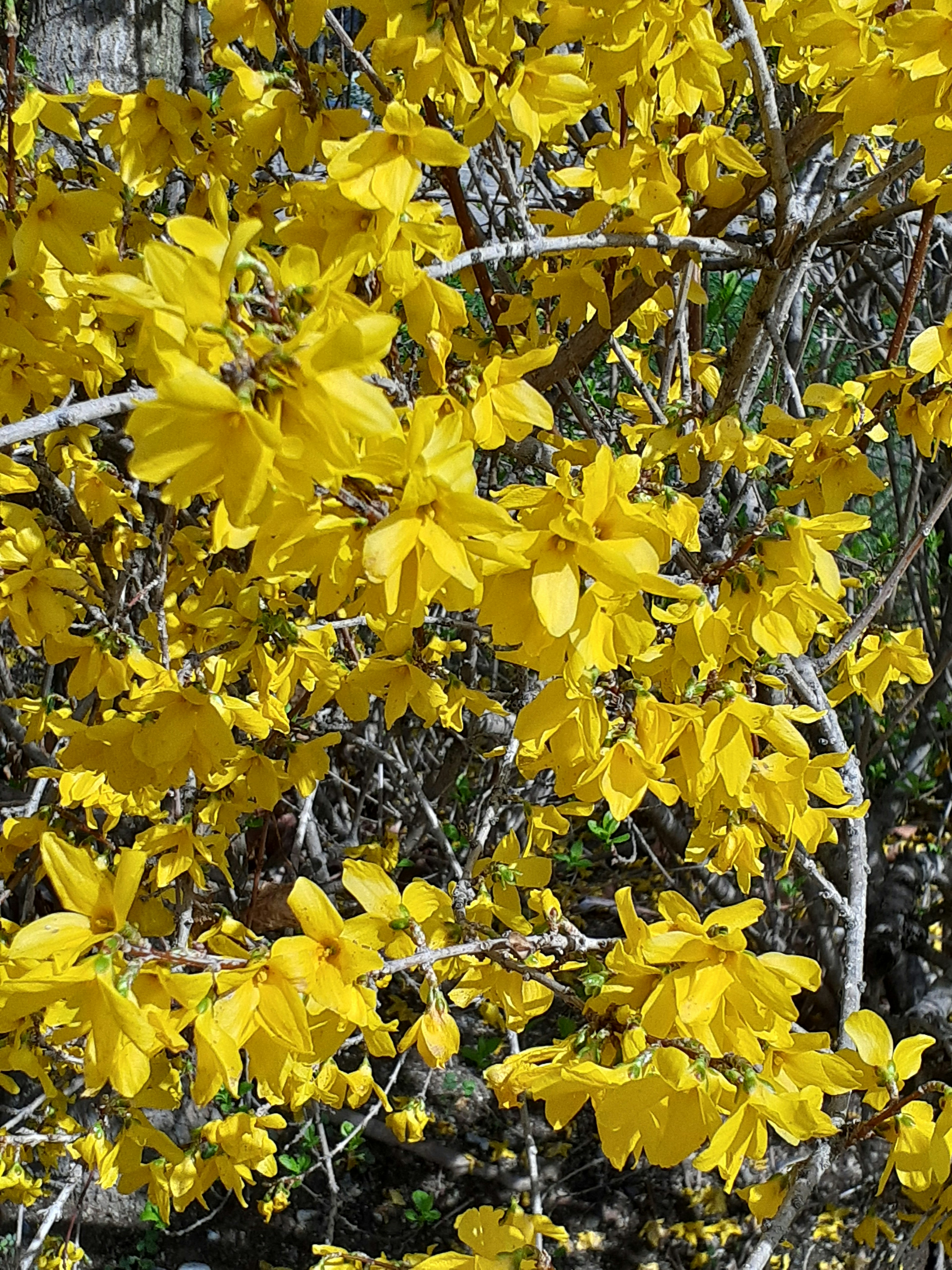 Branches couvertes de fleurs jaunes vives