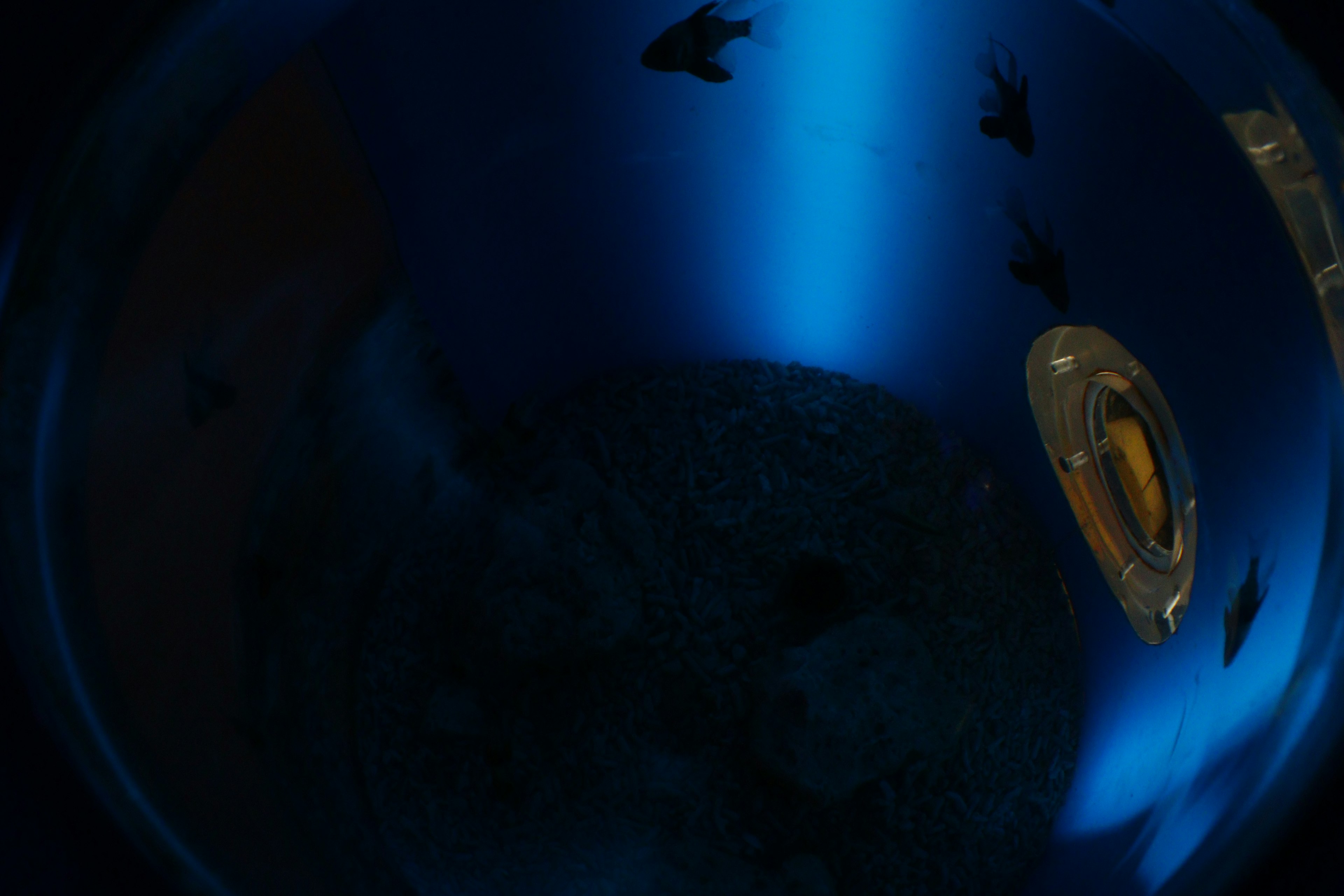 Underwater scene featuring fish and part of a boat in blue light