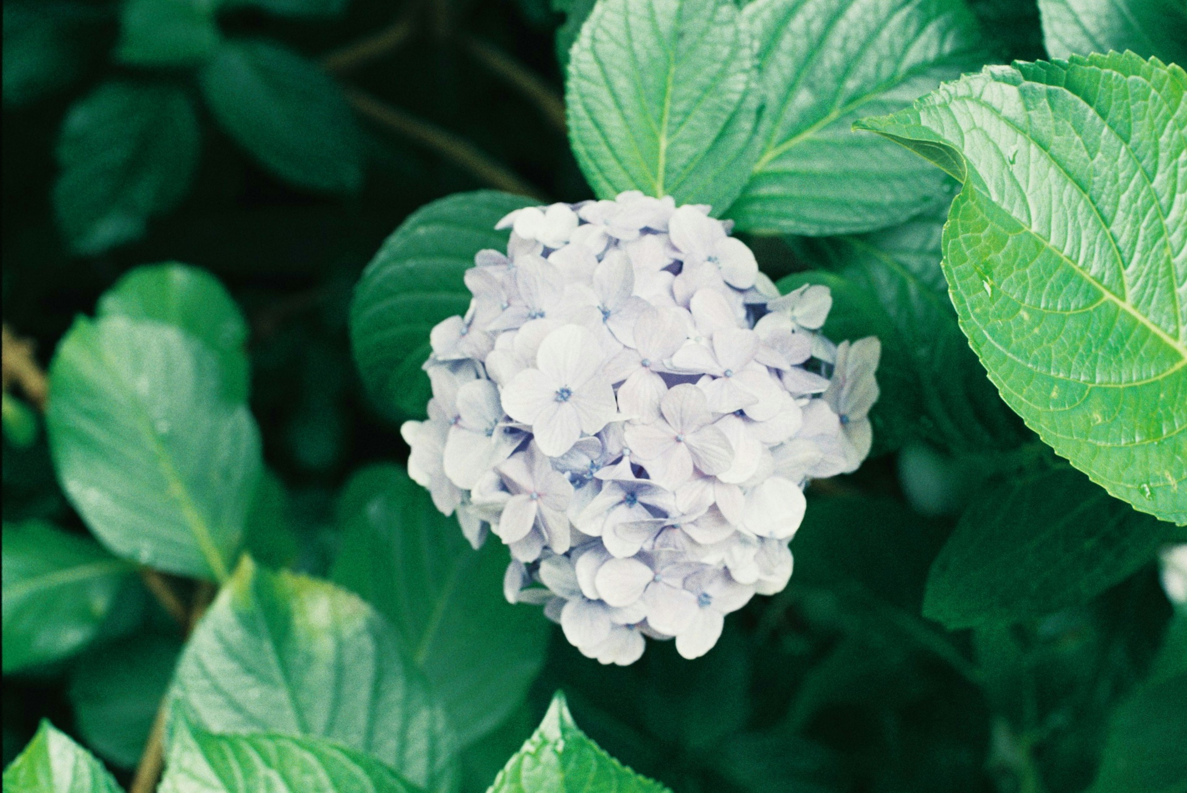 青紫色の花と緑の葉が特徴的な植物のクローズアップ