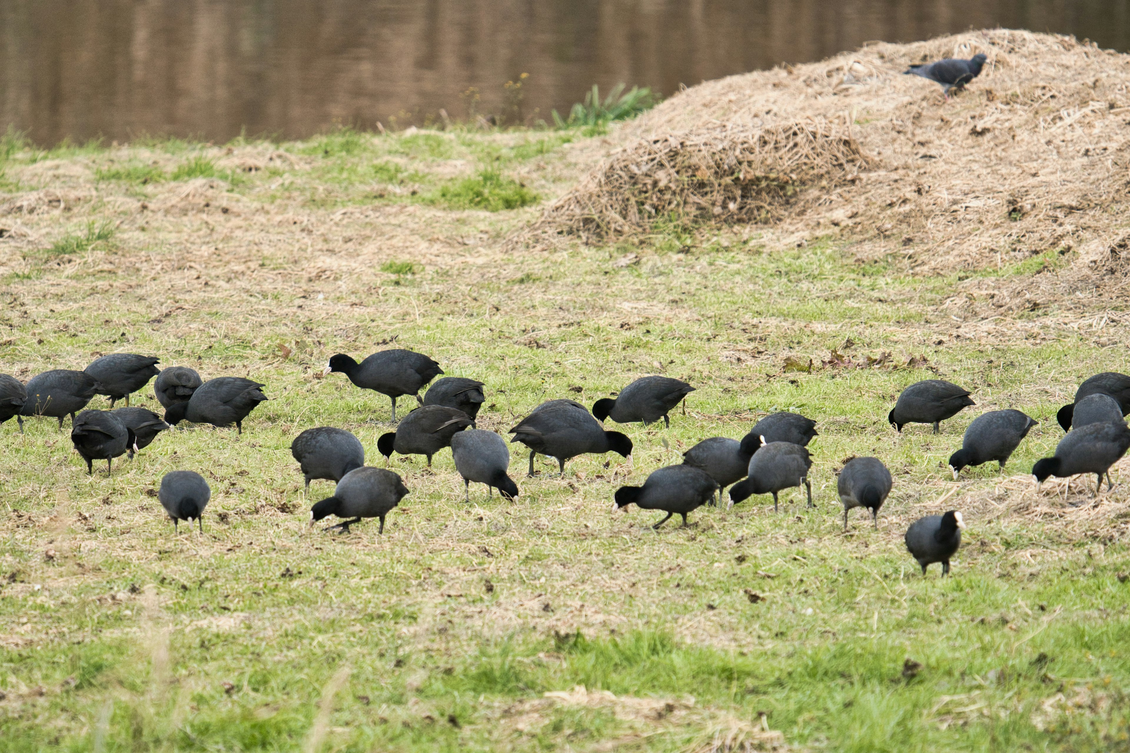 Un groupe d'oiseaux noirs cherchant de la nourriture sur un terrain herbeux