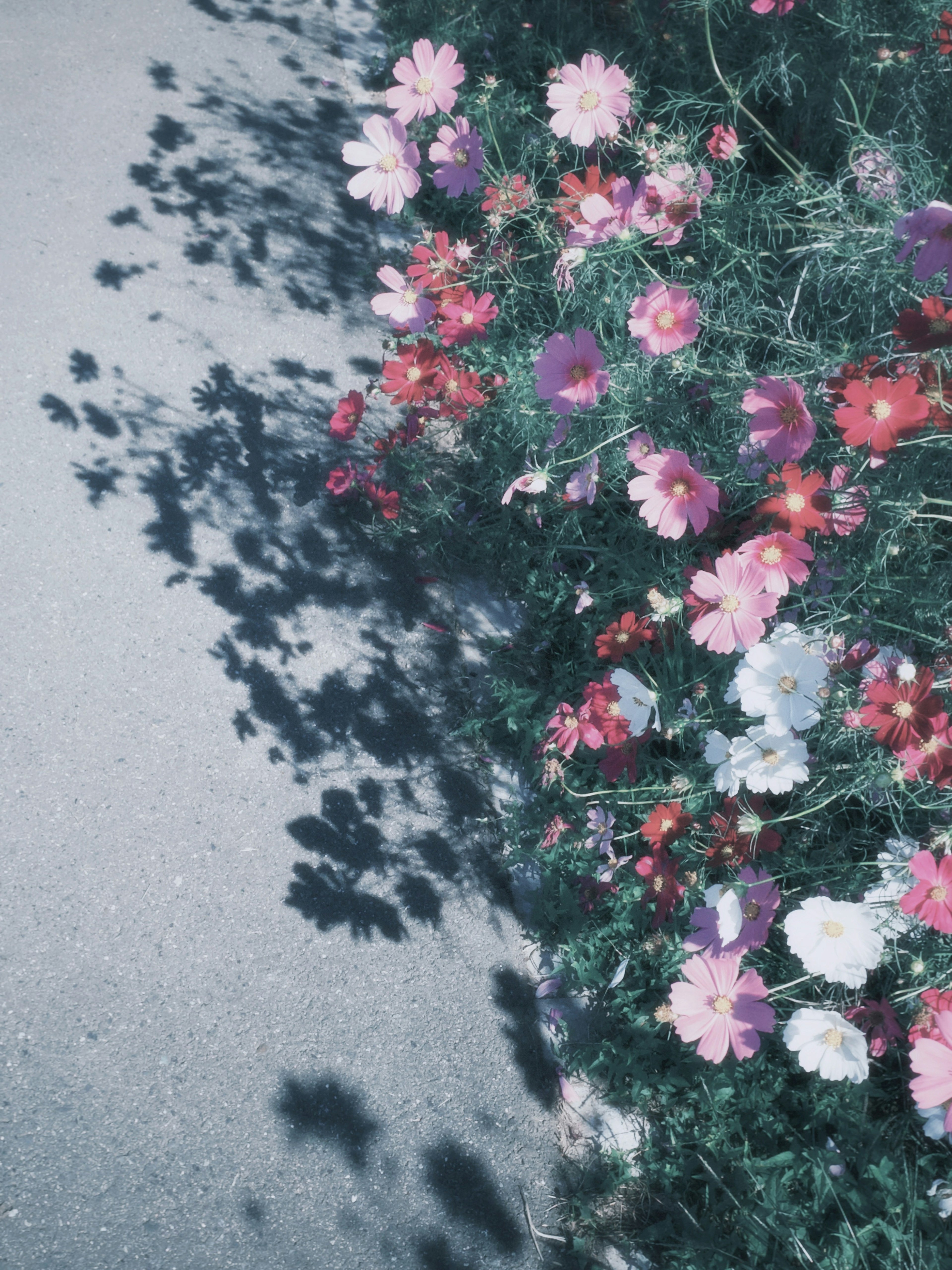 道路の脇に咲く色とりどりの花とその影