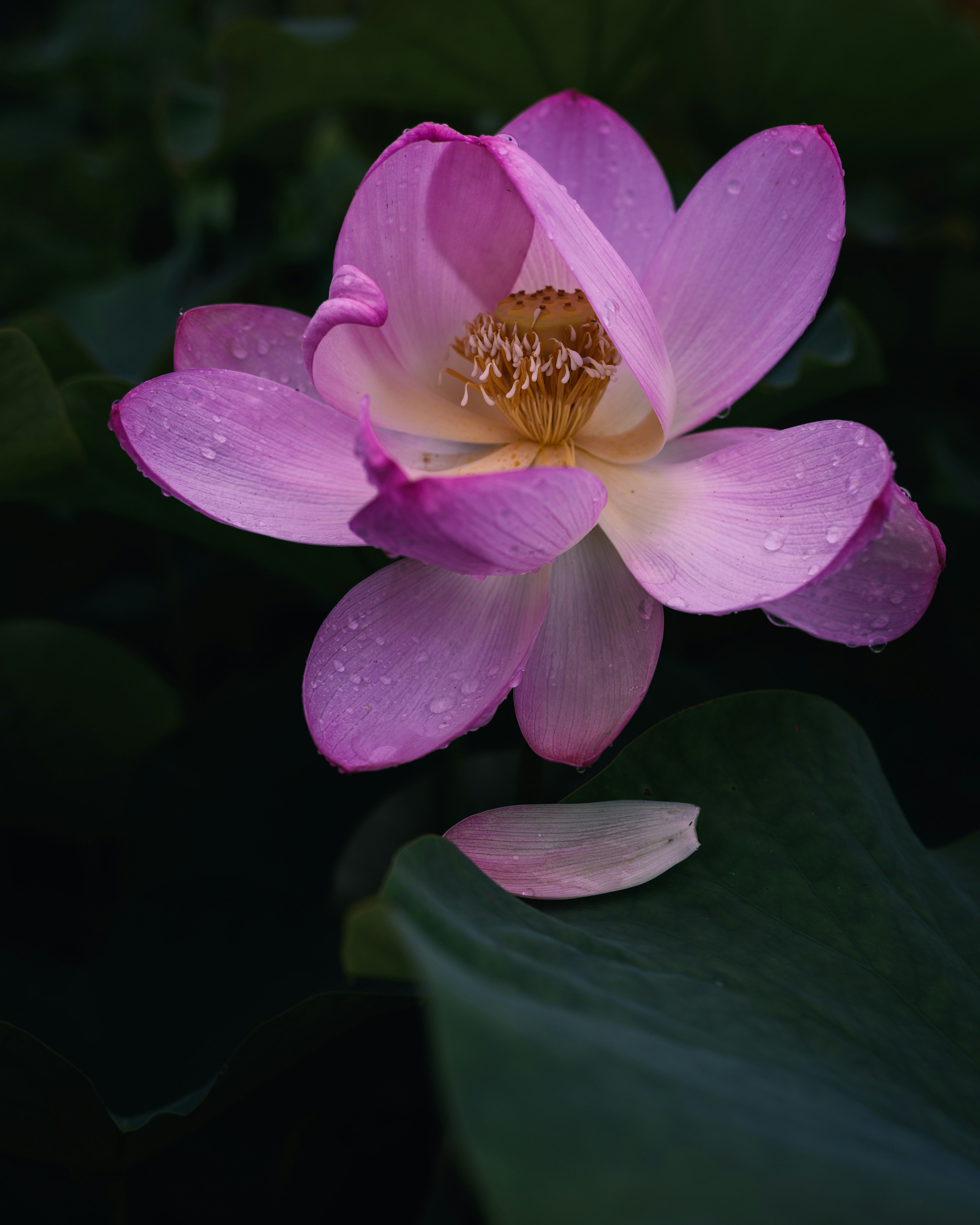 美しいピンクのハスの花が緑の葉の中で咲いている