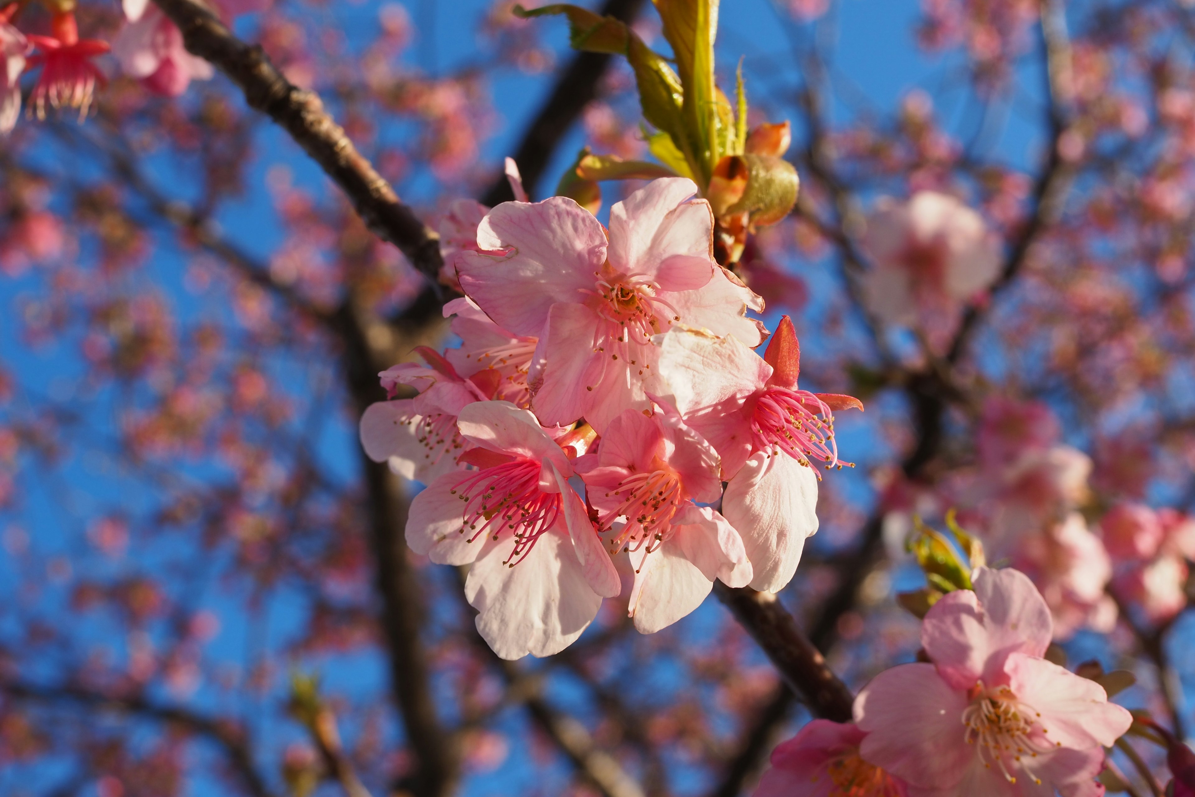 Kirschblüten blühen vor einem klaren blauen Himmel