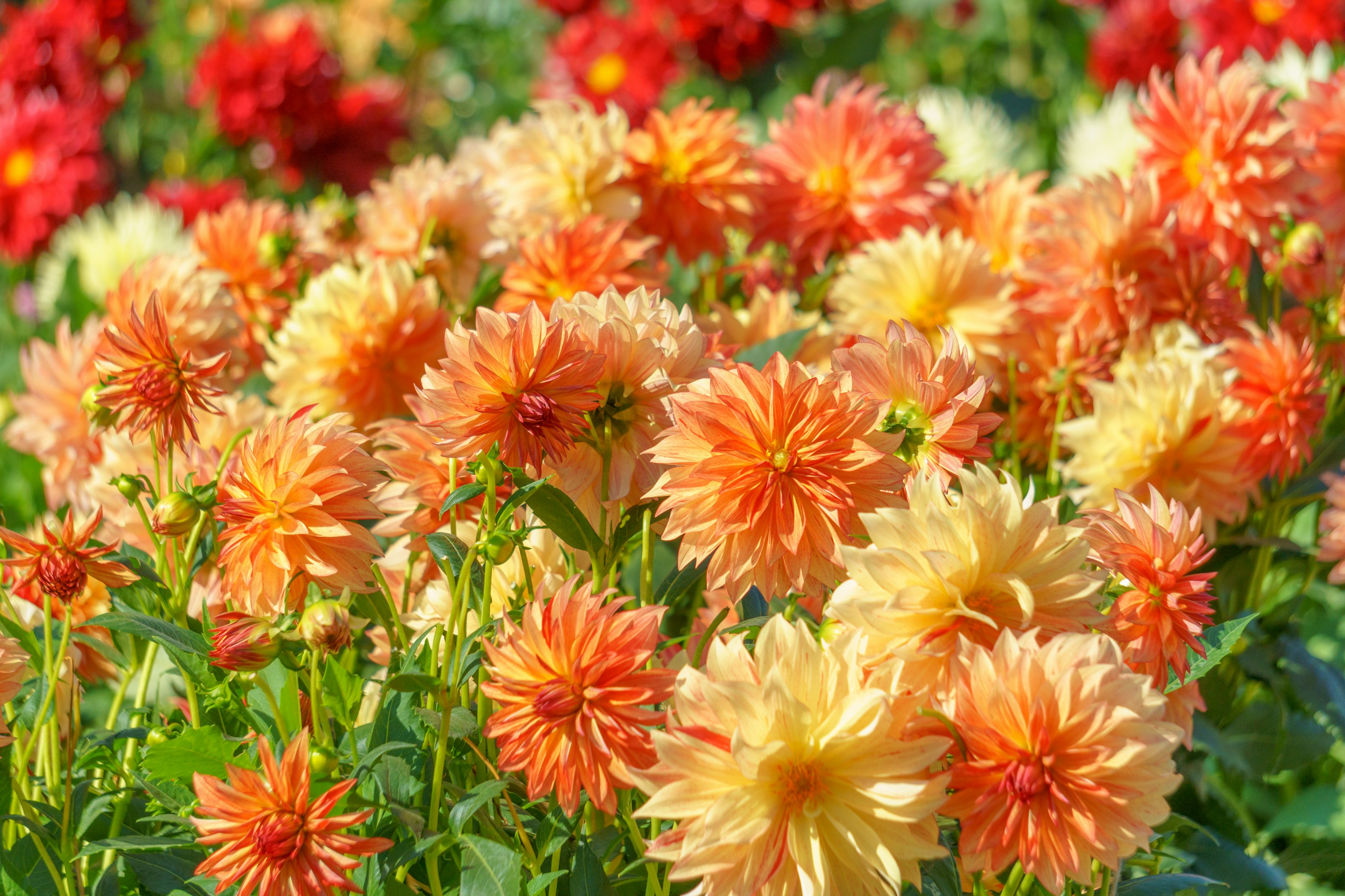 Un jardín vibrante lleno de dalias en flor en tonos de naranja y amarillo