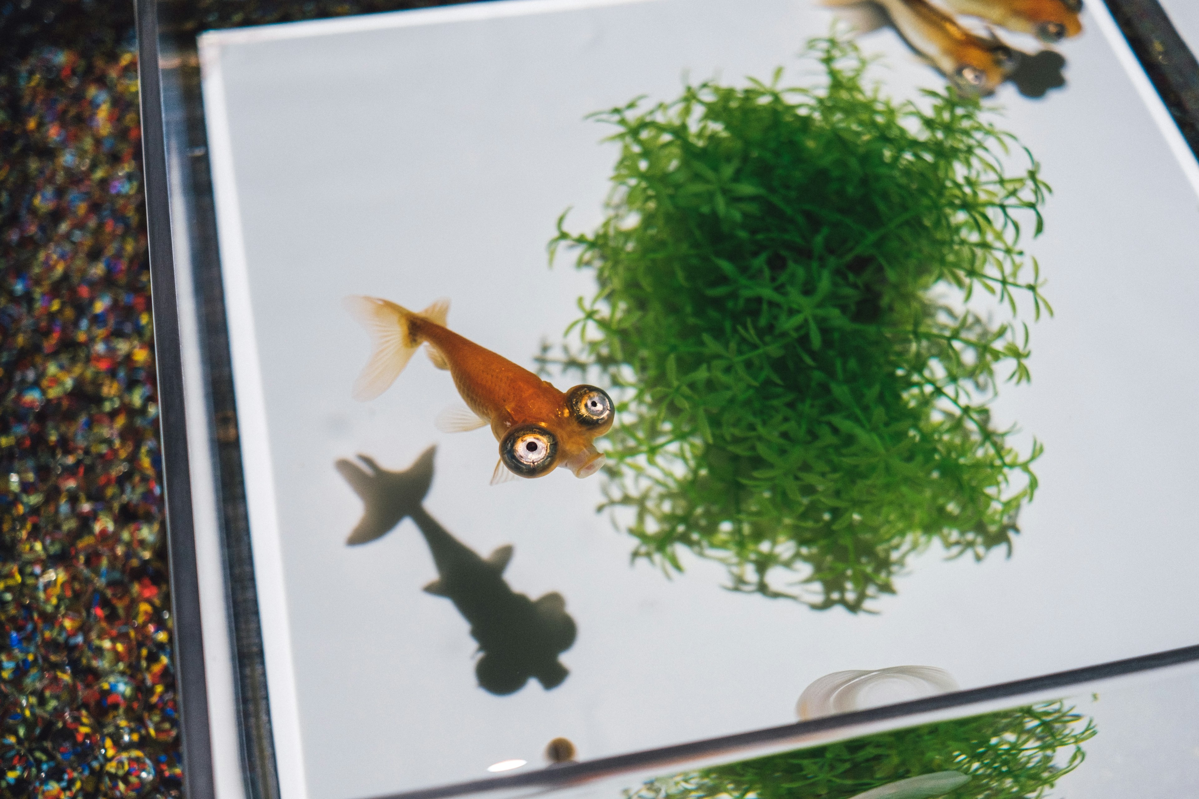 Image of a goldfish and squid shadow above aquatic plants in a tank