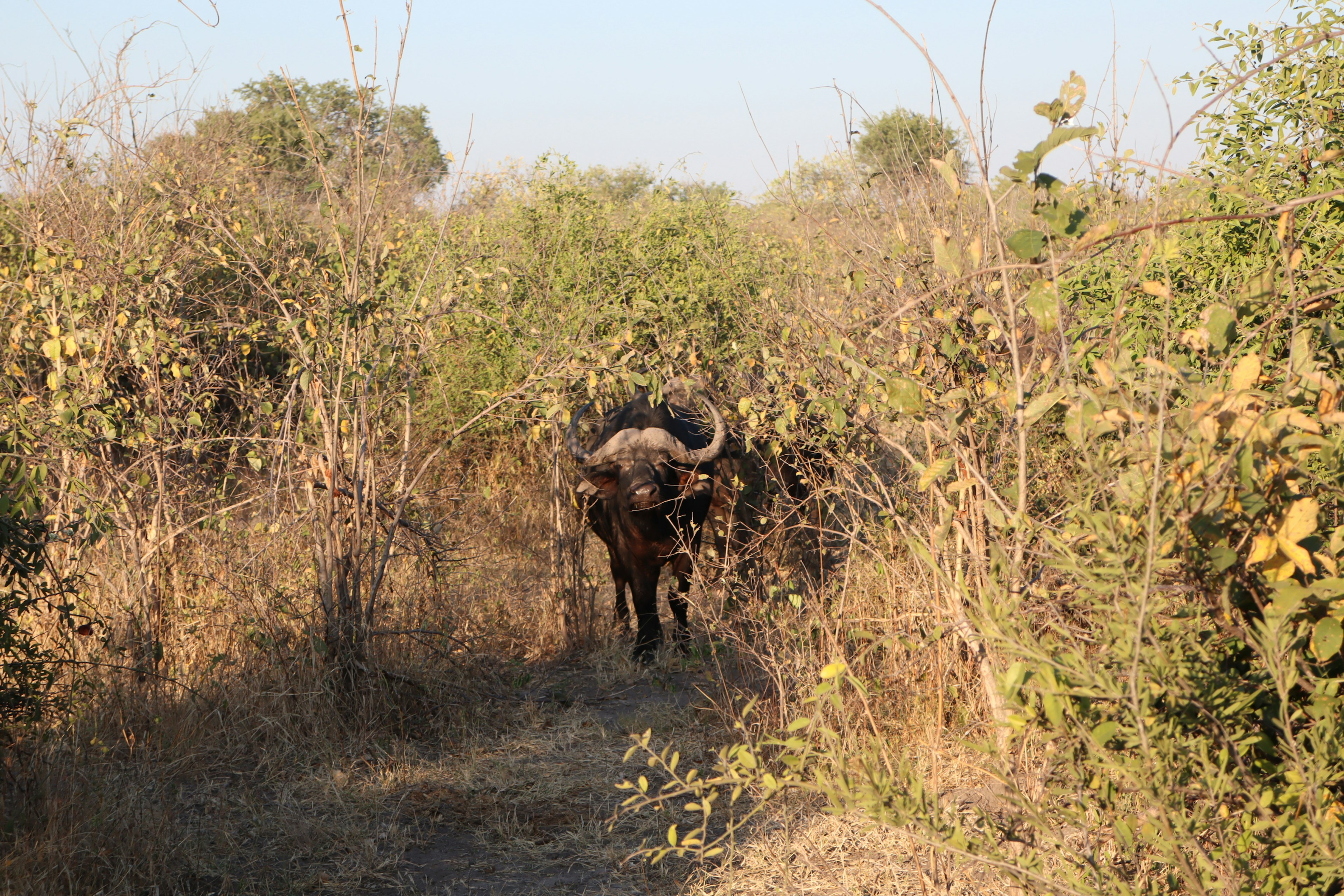 Buffalo walking along a narrow path surrounded by vegetation