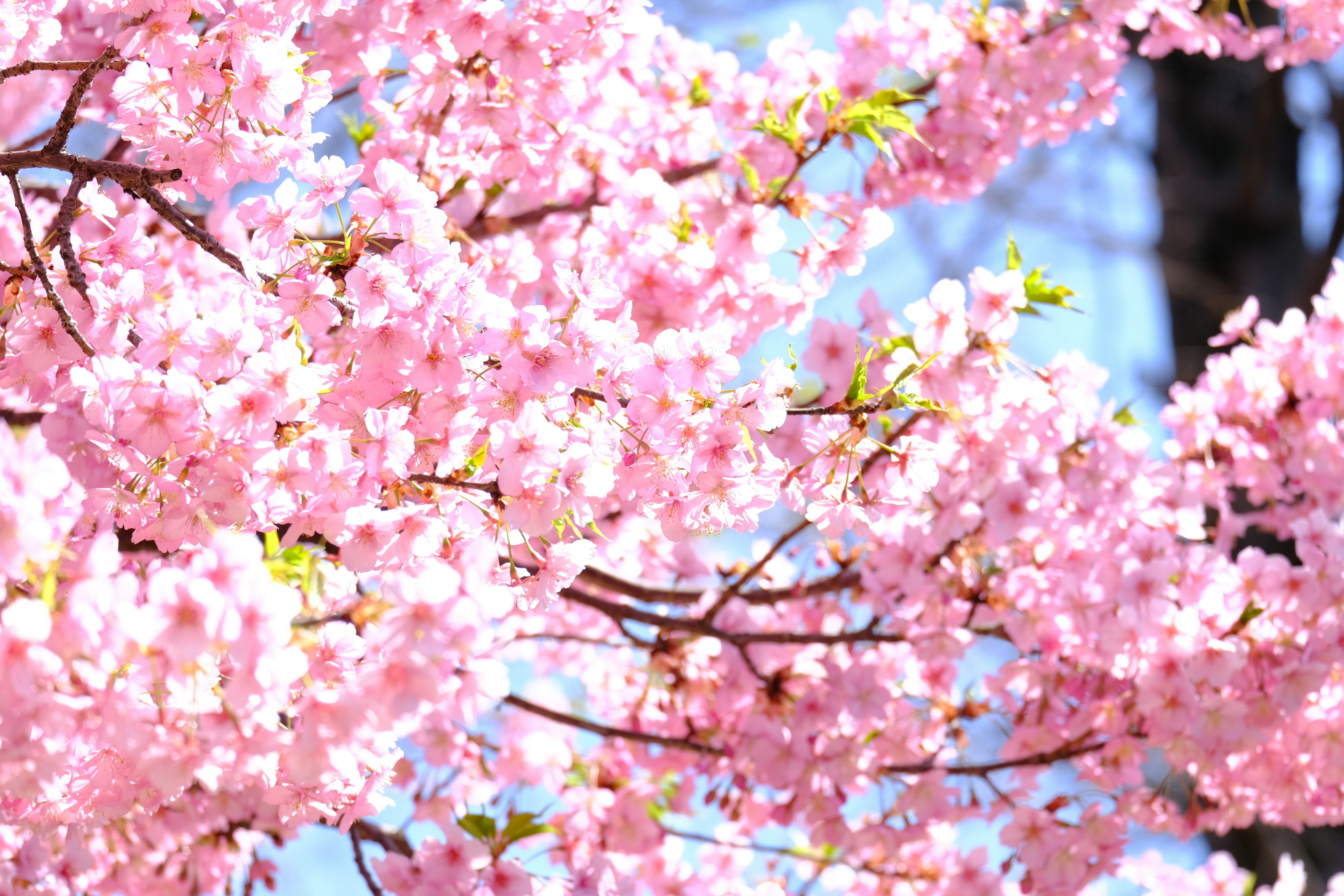 Bunga sakura yang mekar di bawah langit biru