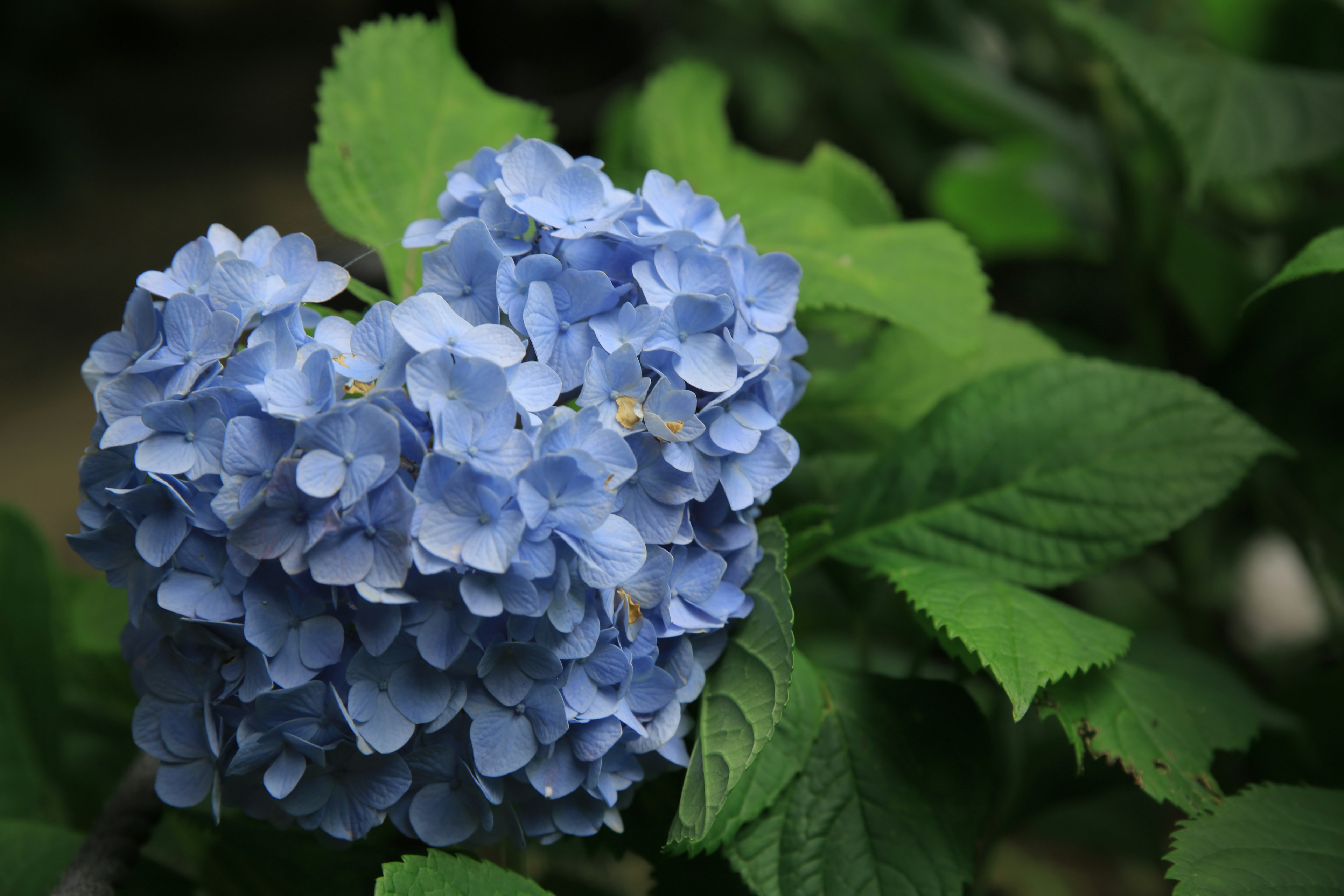 青いハイドランジアの花が葉の中にハート型に集まっている