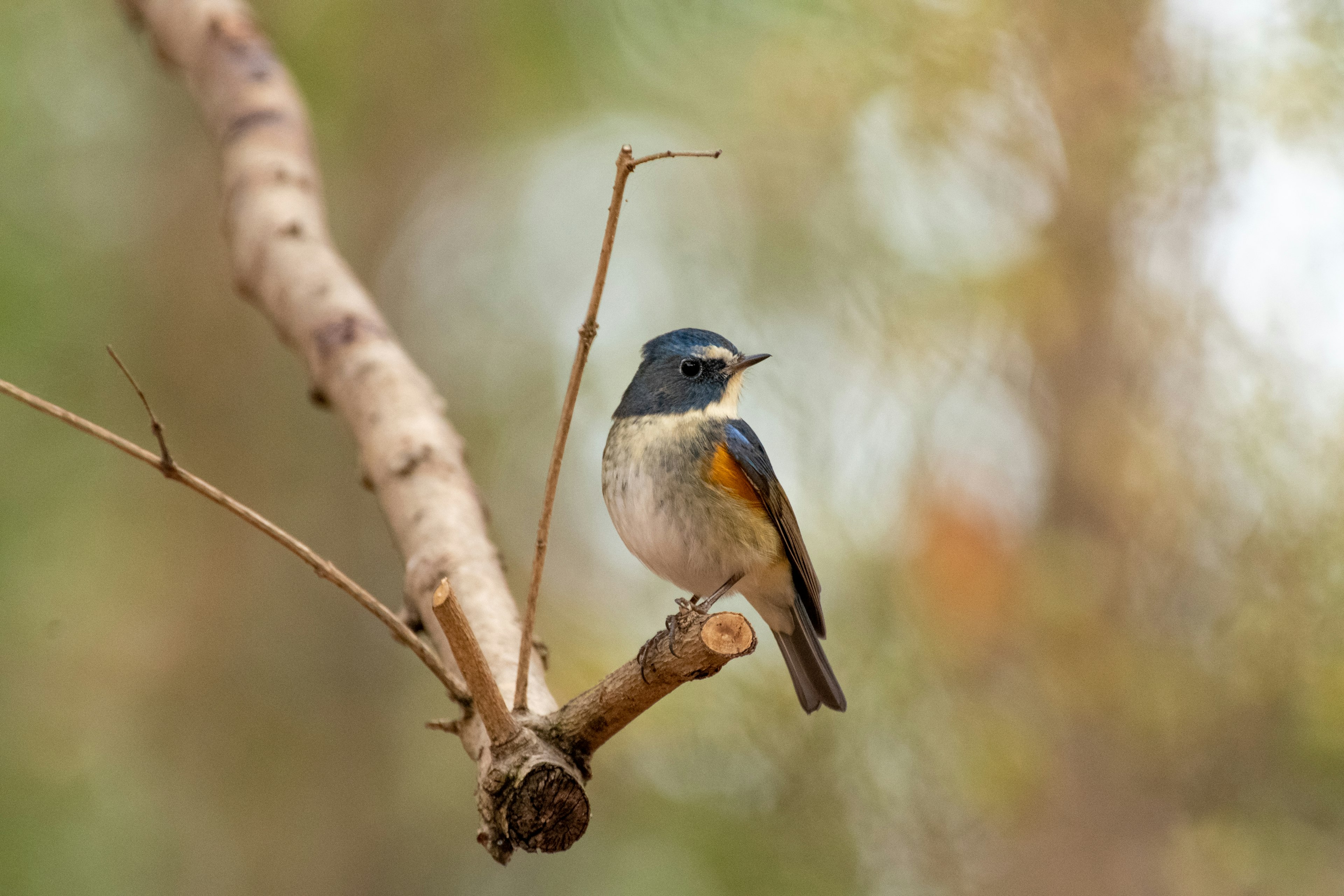 Vibrant blue bird perched on a branch with a soft blurred background