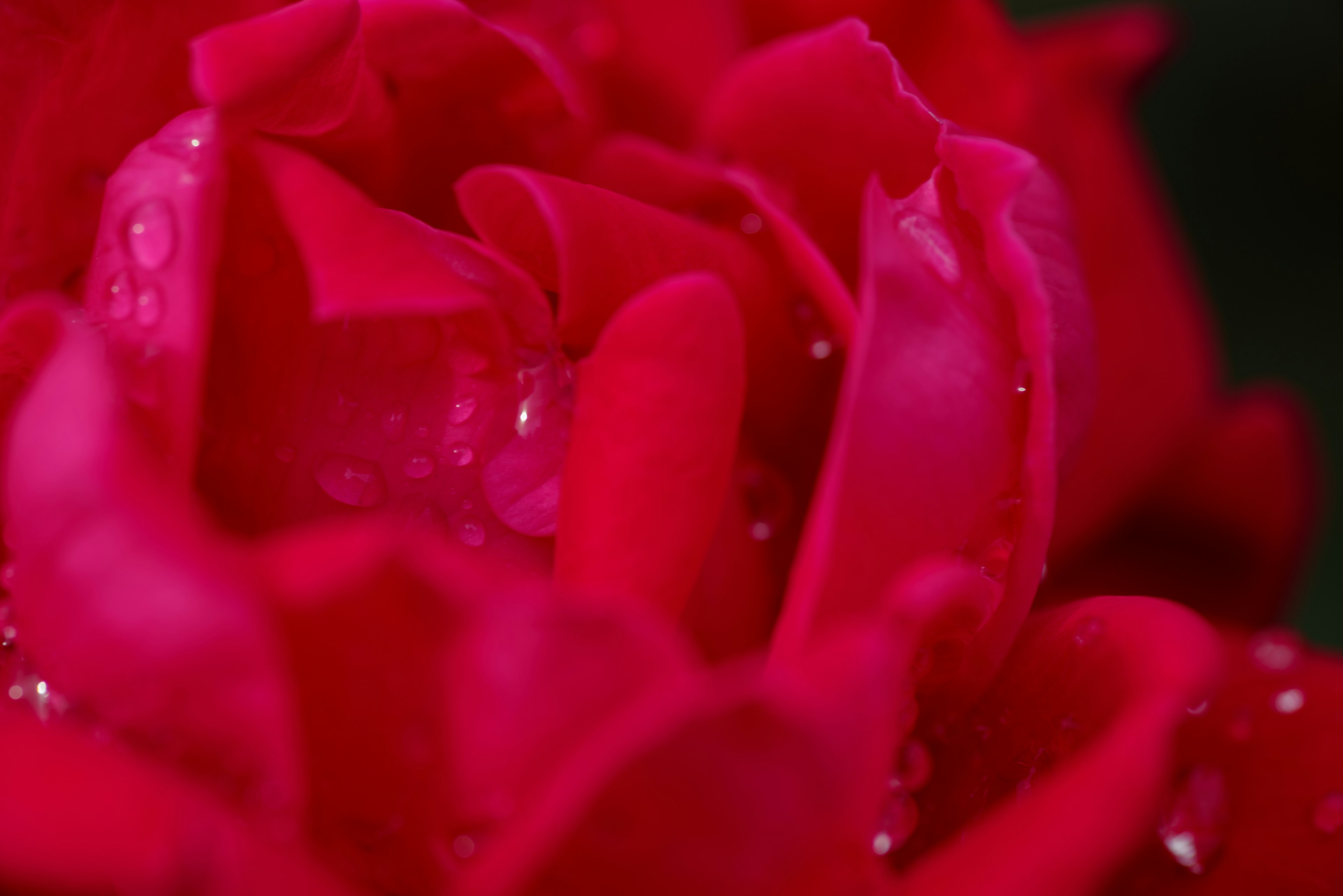 Nahaufnahme eines lebhaften roten Rosenblattes mit Wassertropfen