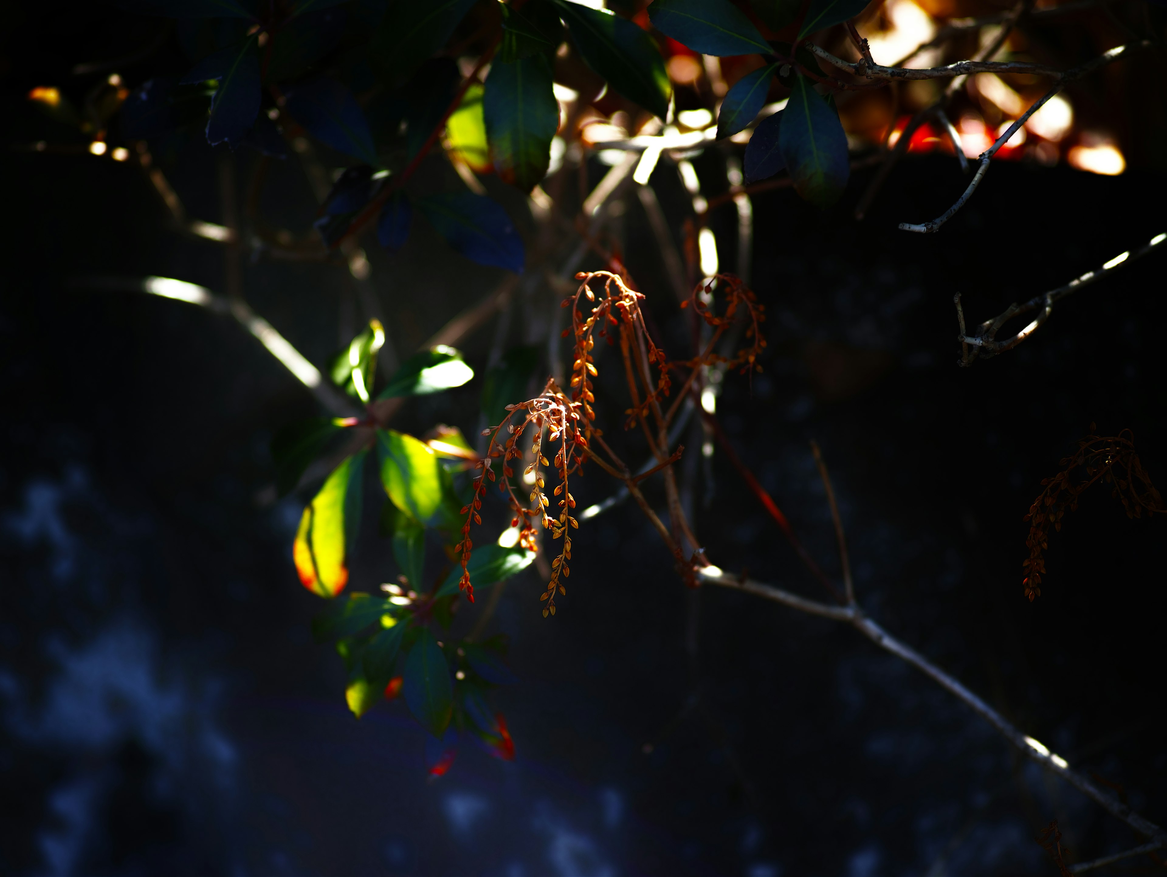 Image featuring green leaves and dried branches against a dark background