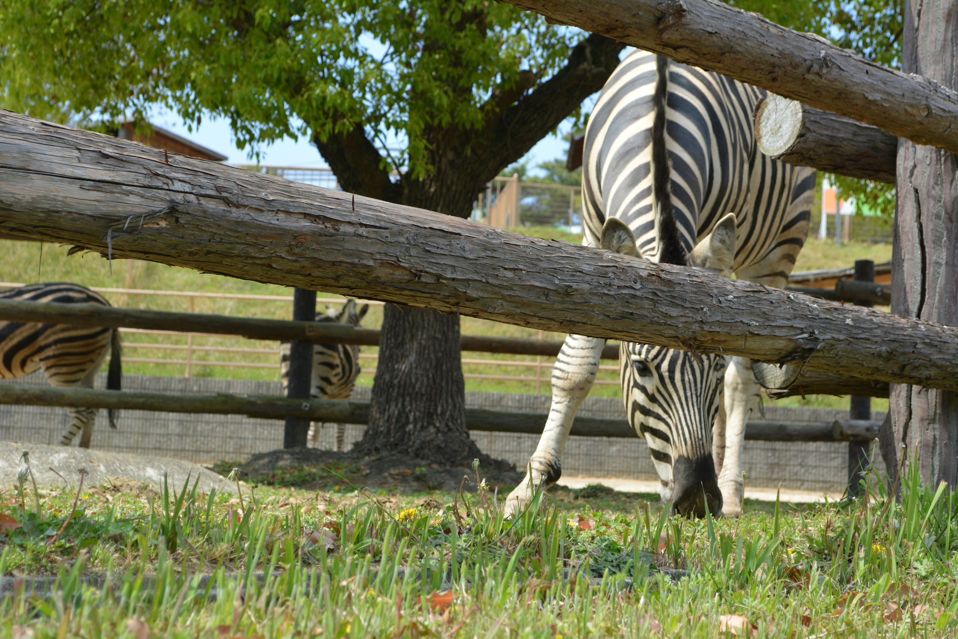 Zebra, die auf Gras weidet, mit einem Baum im Hintergrund