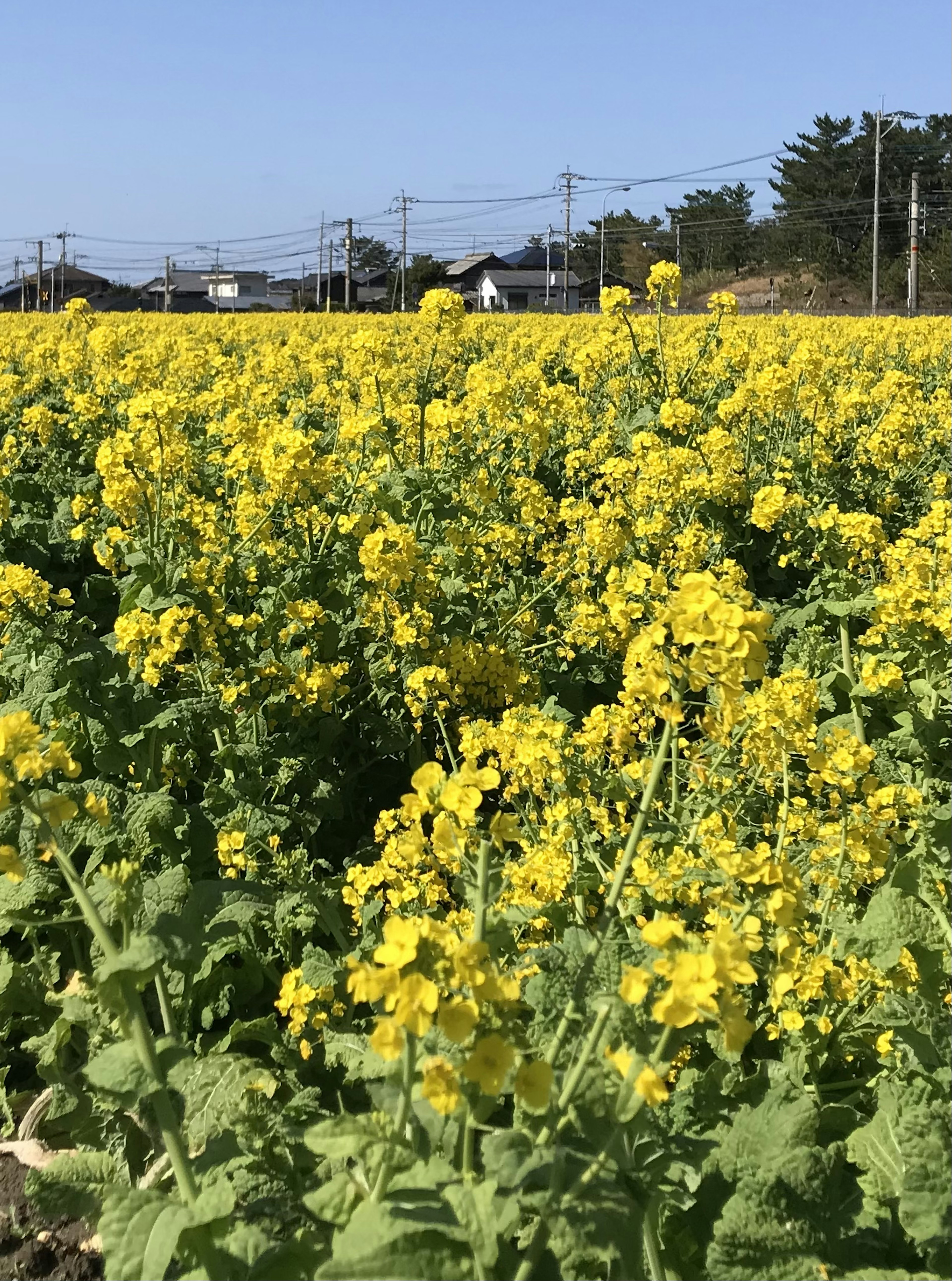 Champ vaste de fleurs de colza jaunes en pleine floraison sous un ciel bleu