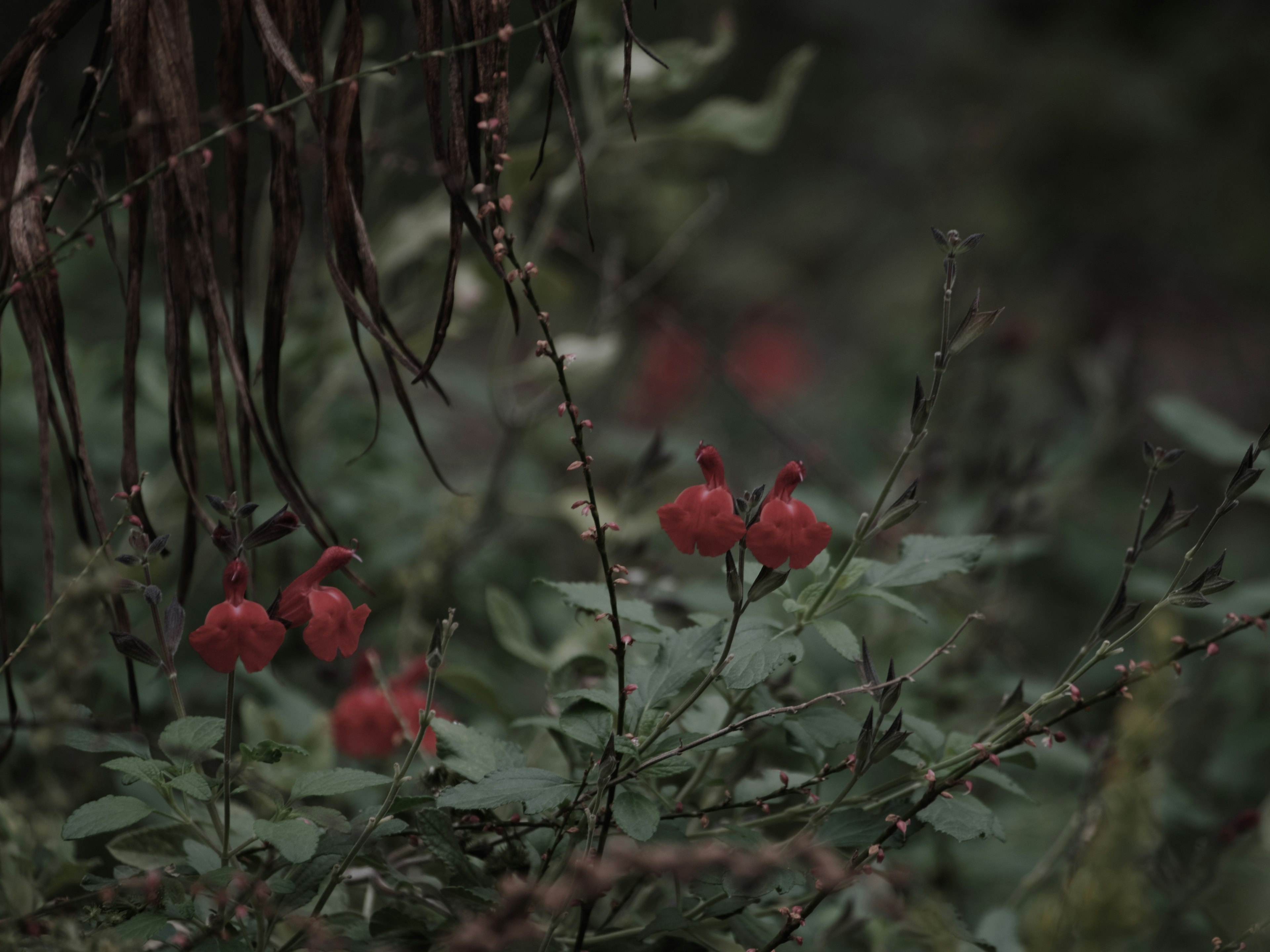 Primer plano de plantas verdes con flores rojas sobre un fondo oscuro