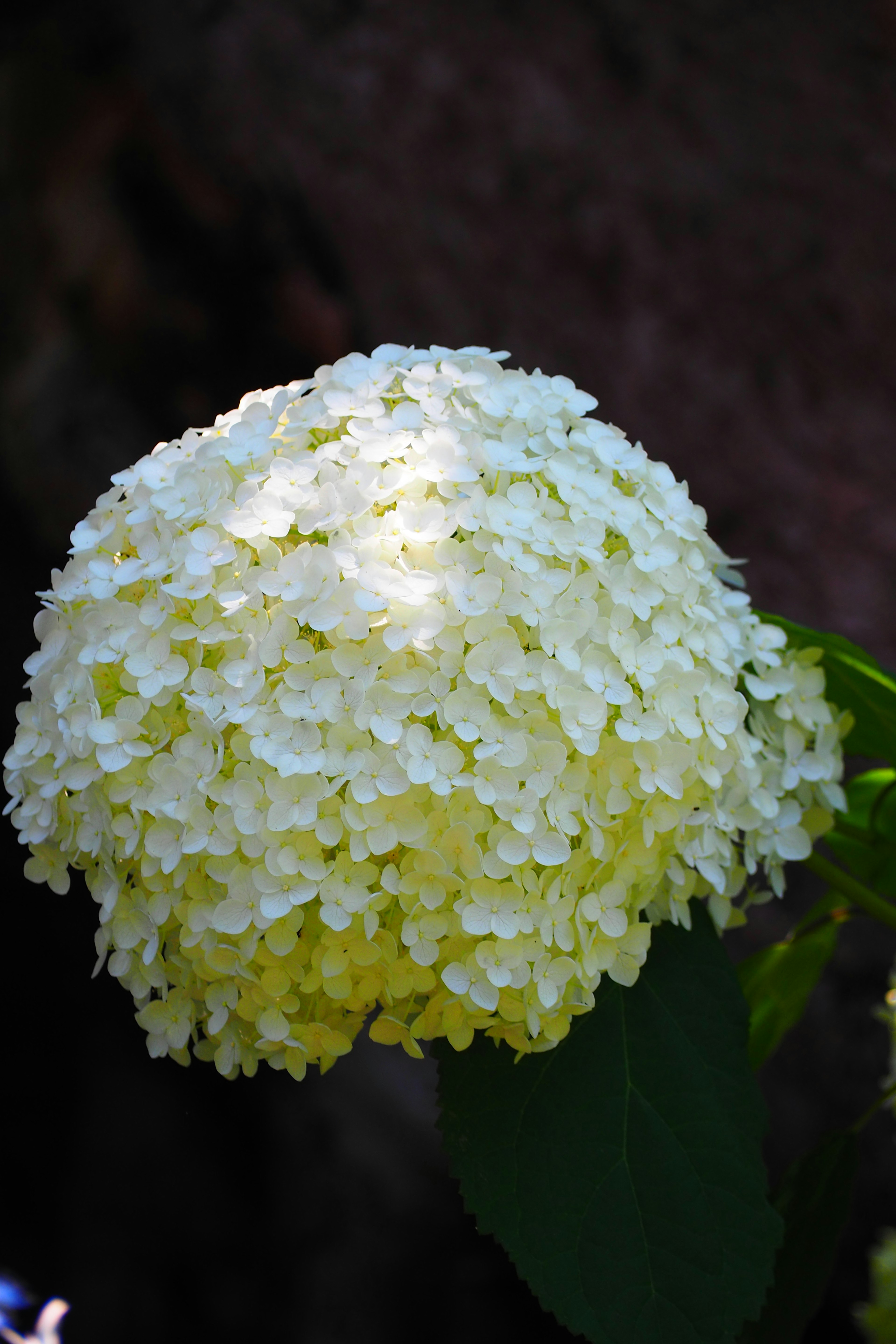 Primo piano di un'ortensia bianca in fiore alla luce del sole