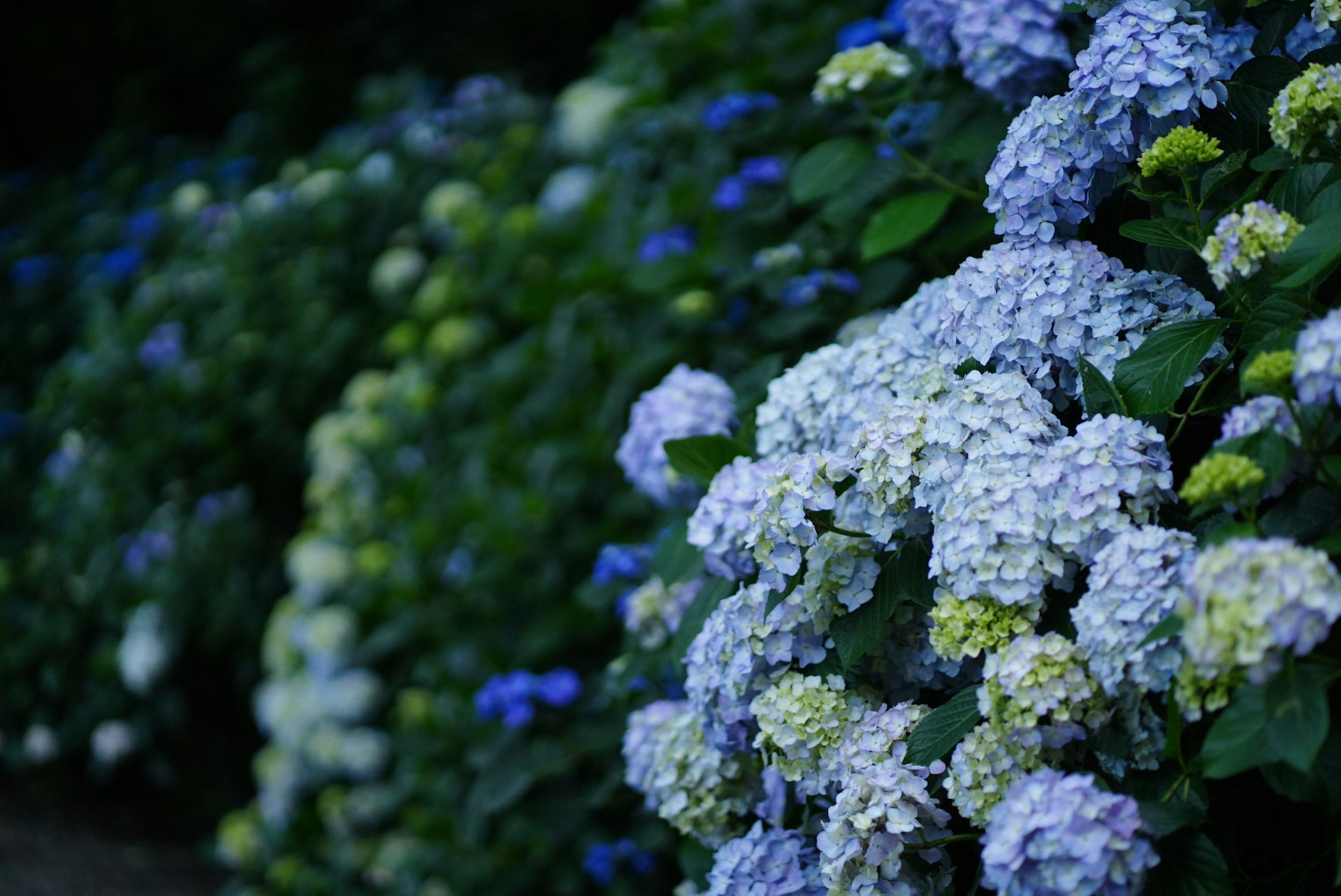 Bagian taman dengan bunga hydrangea biru dan putih