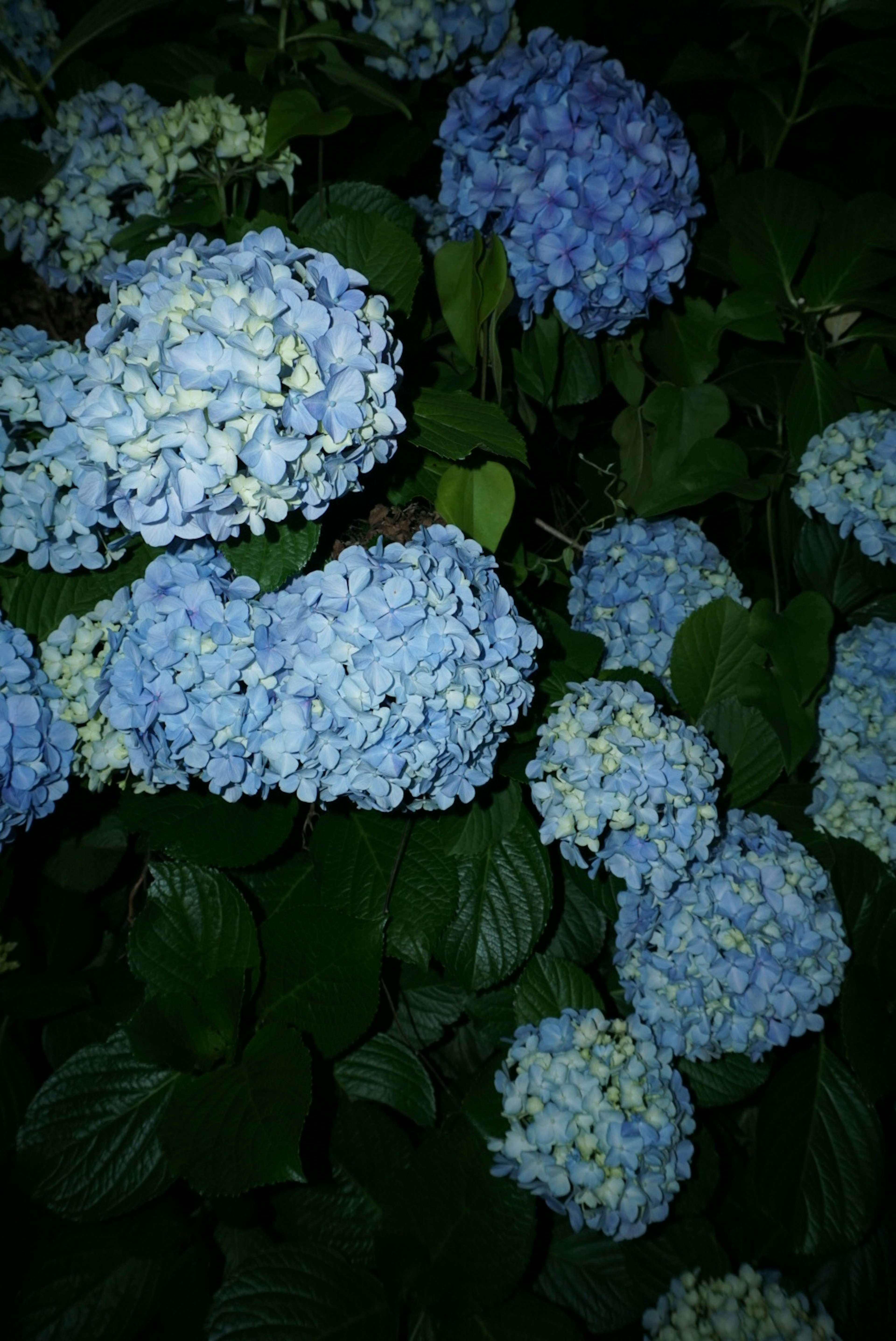 Sekelompok bunga hydrangea biru dan daun hijau dalam suasana malam