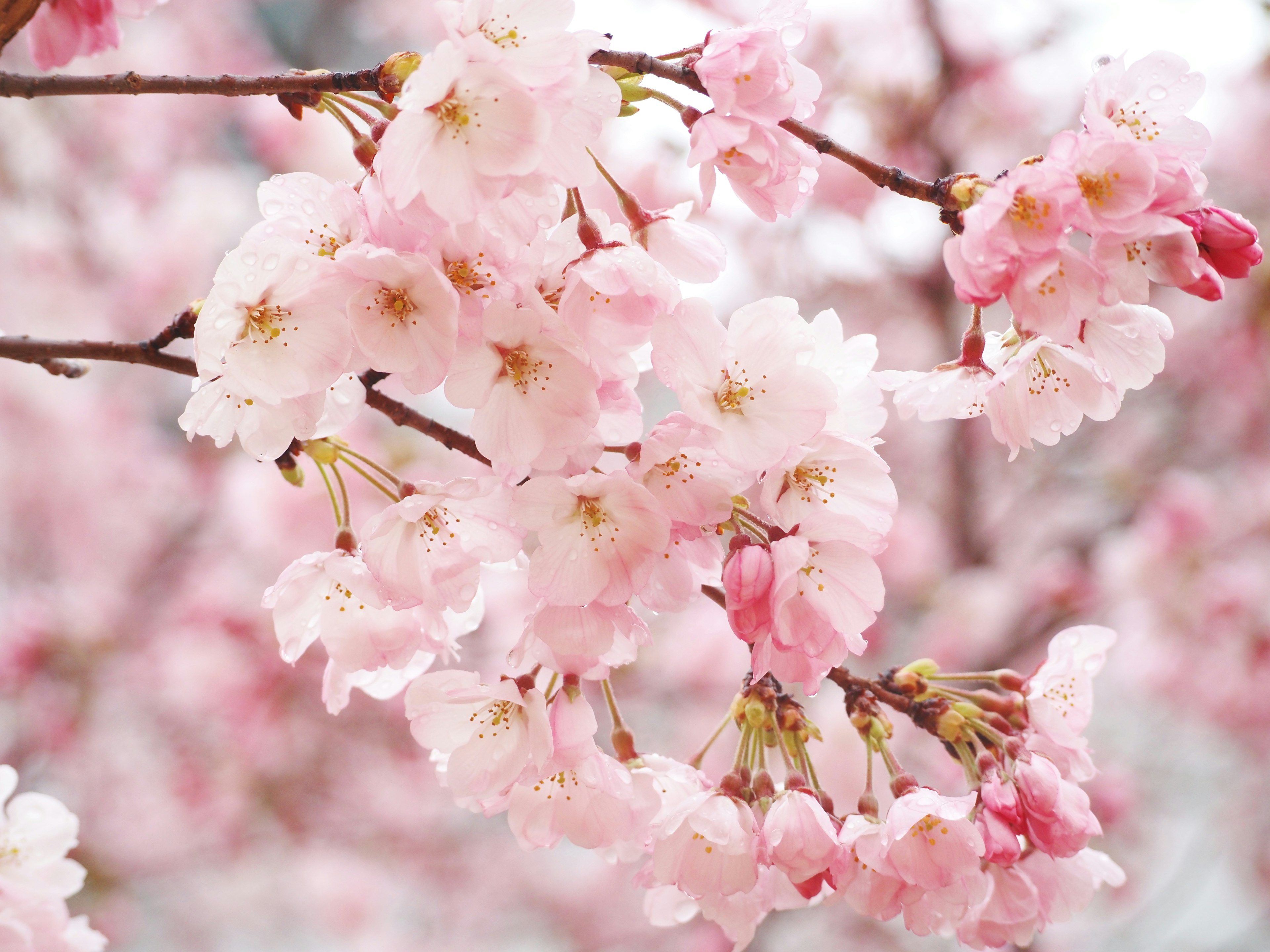 Close-up cabang bunga sakura dengan bunga berwarna pink